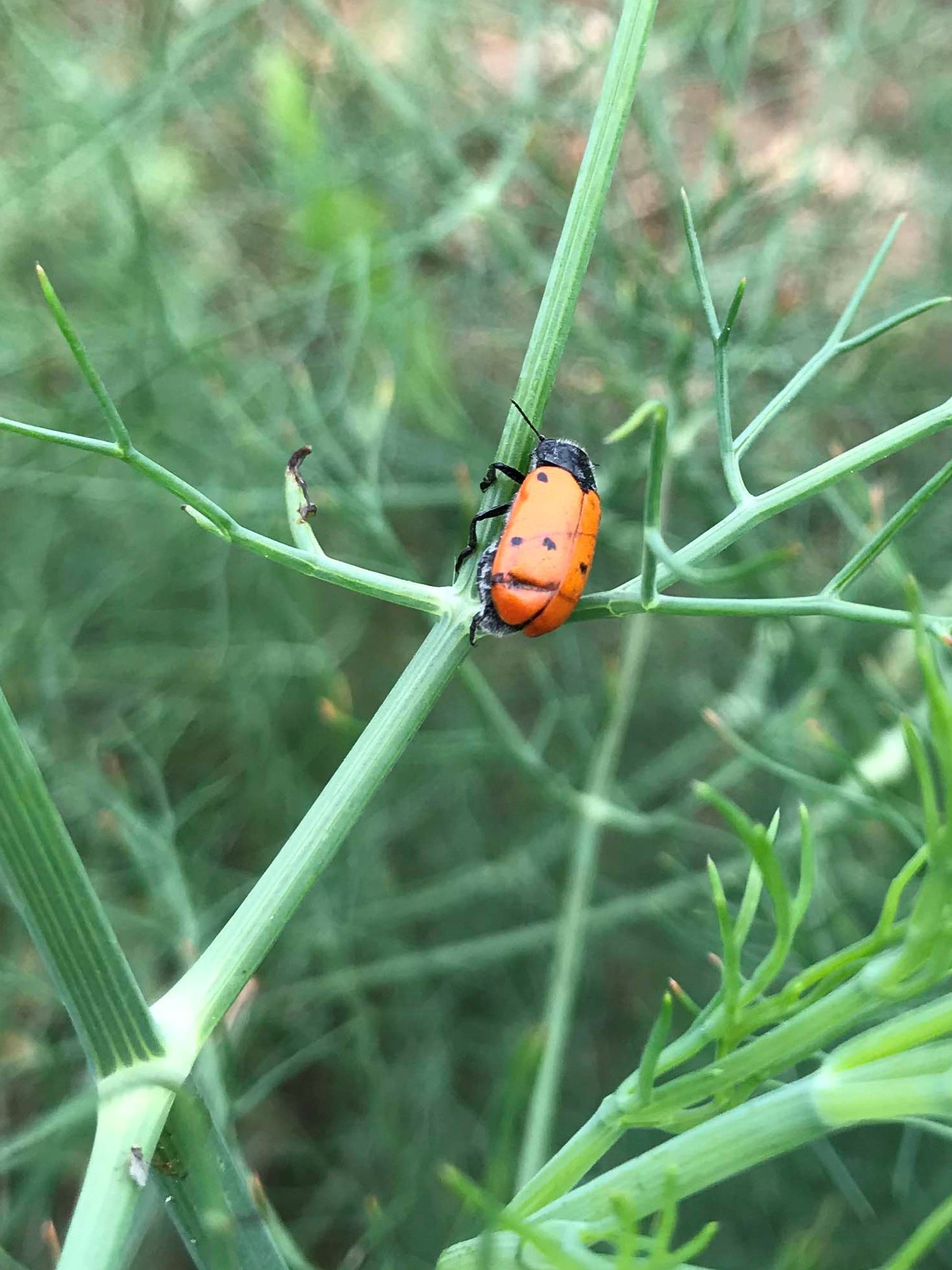 Marieta de set punts (Coccinella septempunctata).JPG