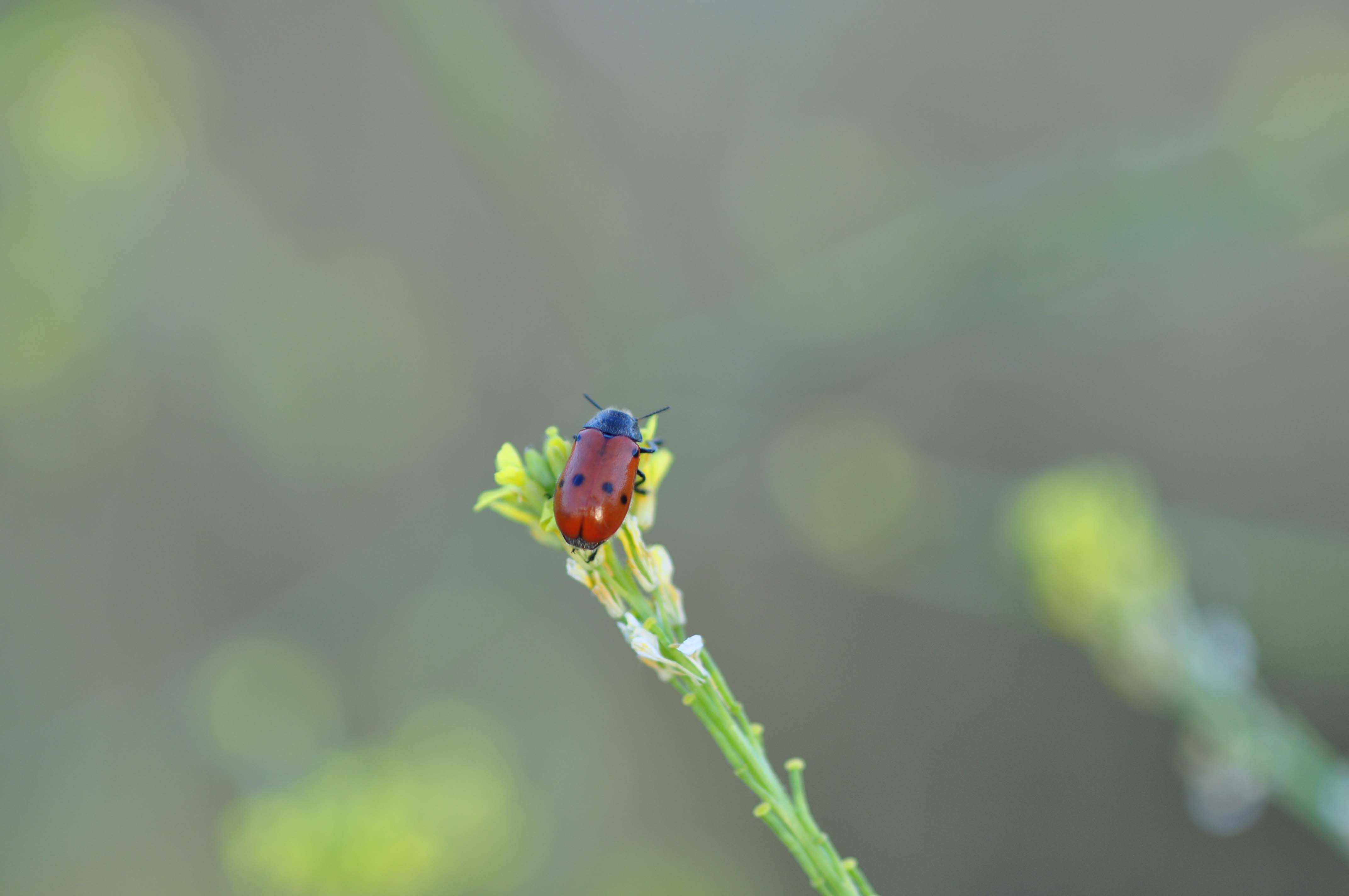 Marieta de set punts (Coccinella septempunctata).JPG