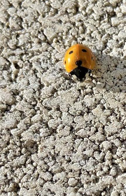 Marieta de set punts groga (Coccinella septempunctata).jpg