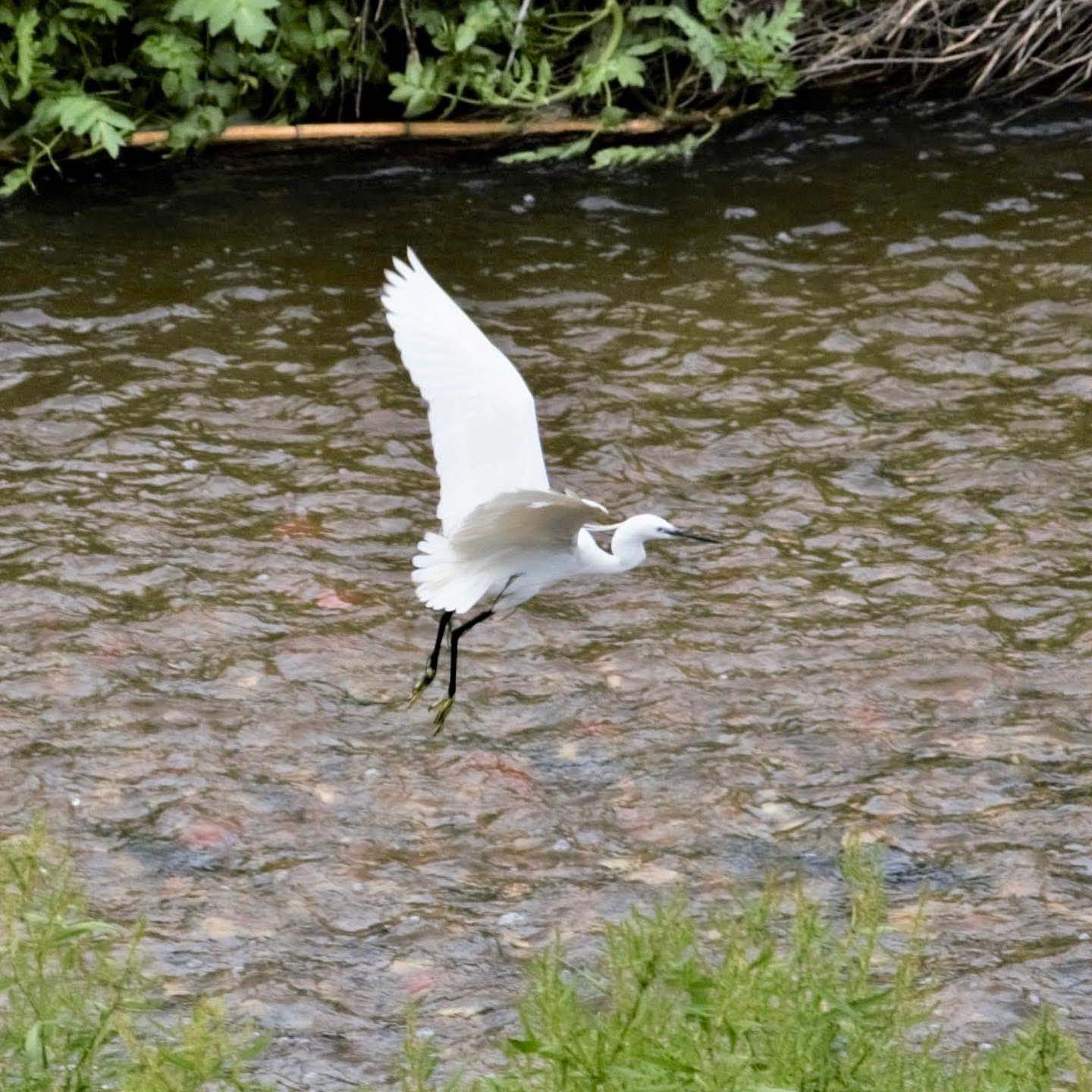 Martinet-blanc-Egretta-garzetta-Foto-Xavi-Garcia-3909-3.jpg