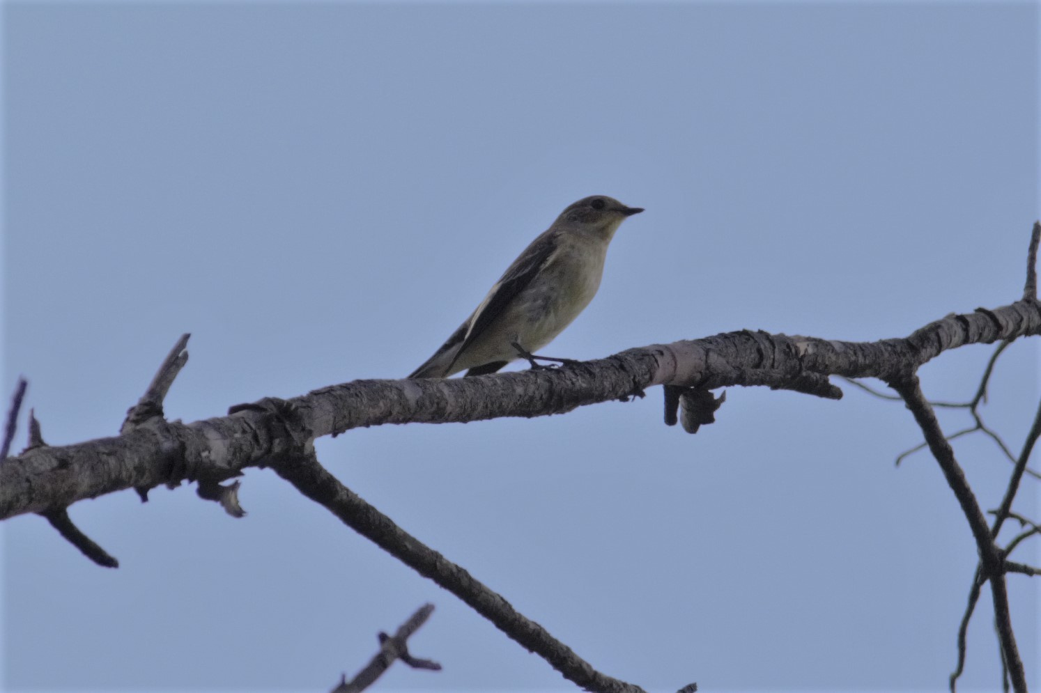 Mastegatatxes-01-Ficedula-hypoleuca-Foto-Xavi-Garcia-4182-3.jpg