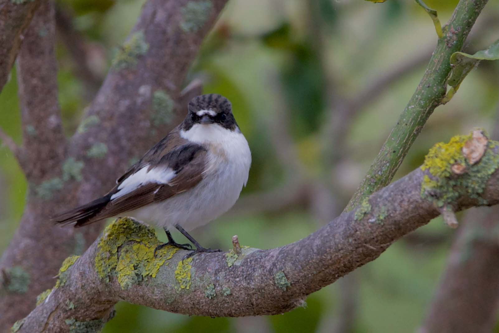 Mastegatatxes 03 (Ficedula hypoleuca) Foto Xavi García.jpg