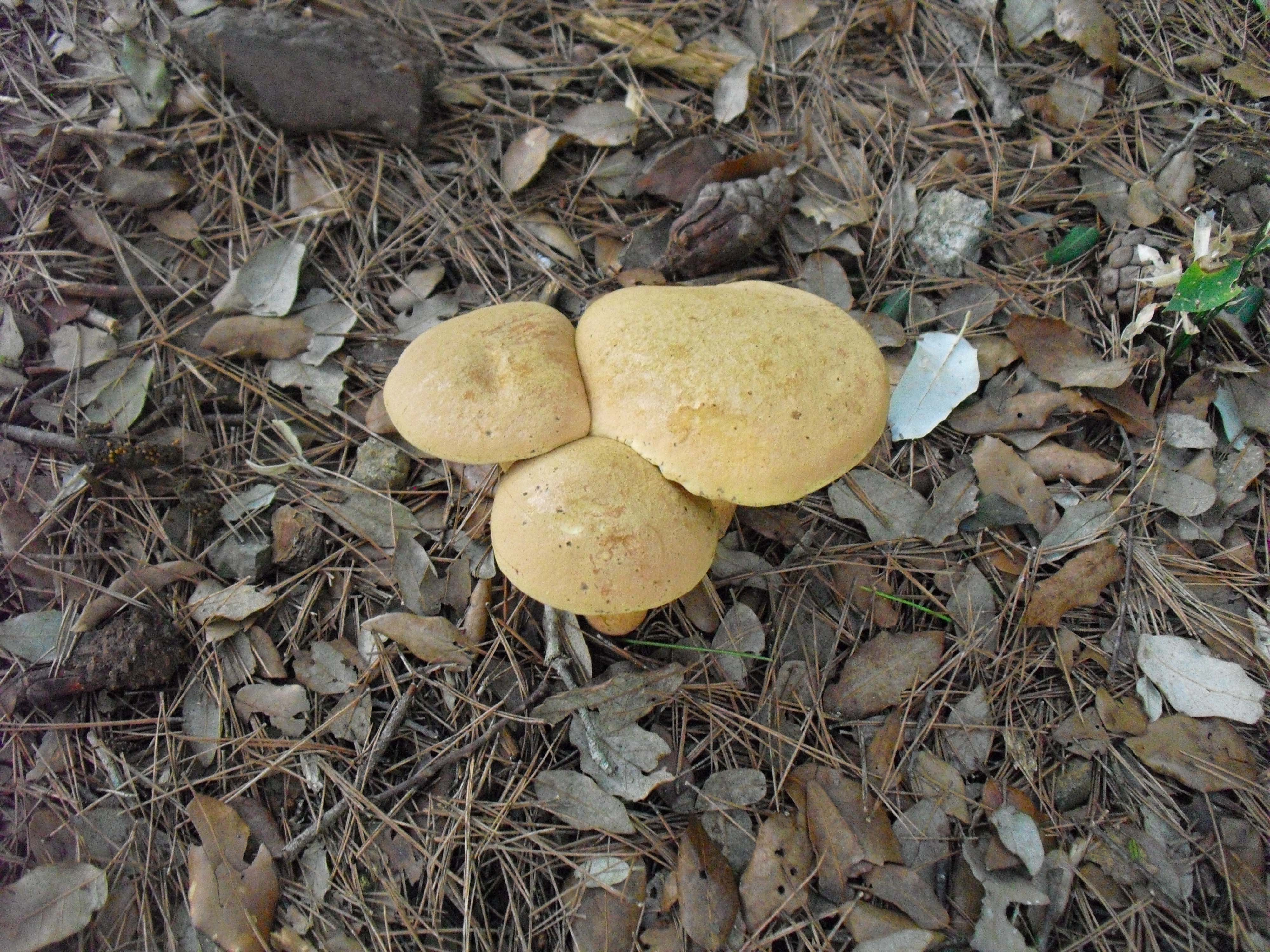 Mataparent-clapat-Suillus-variegatus-Foto-Silvia-Romeu-3329-3.jpg