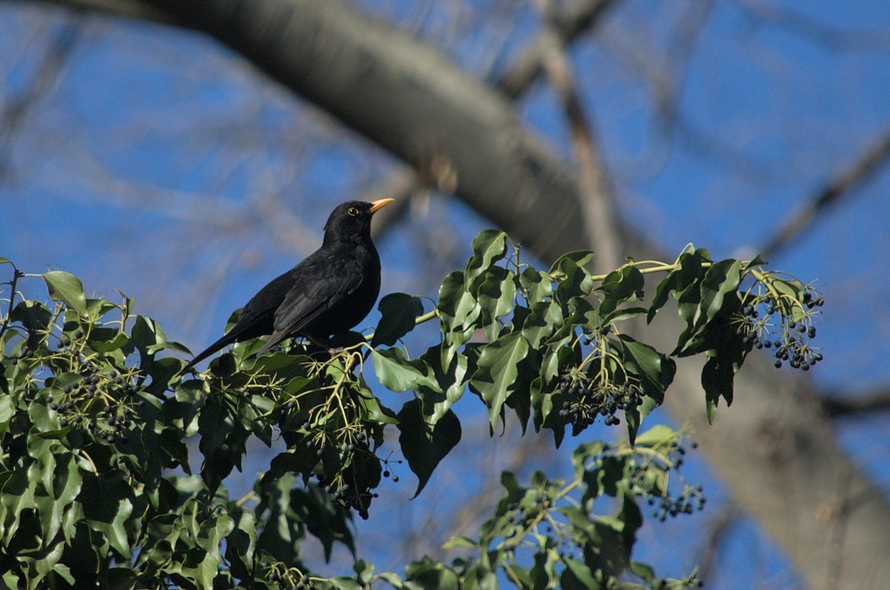 Merla-Turdus-merula-Foto-Xavi-Garcia-3212-3.jpg