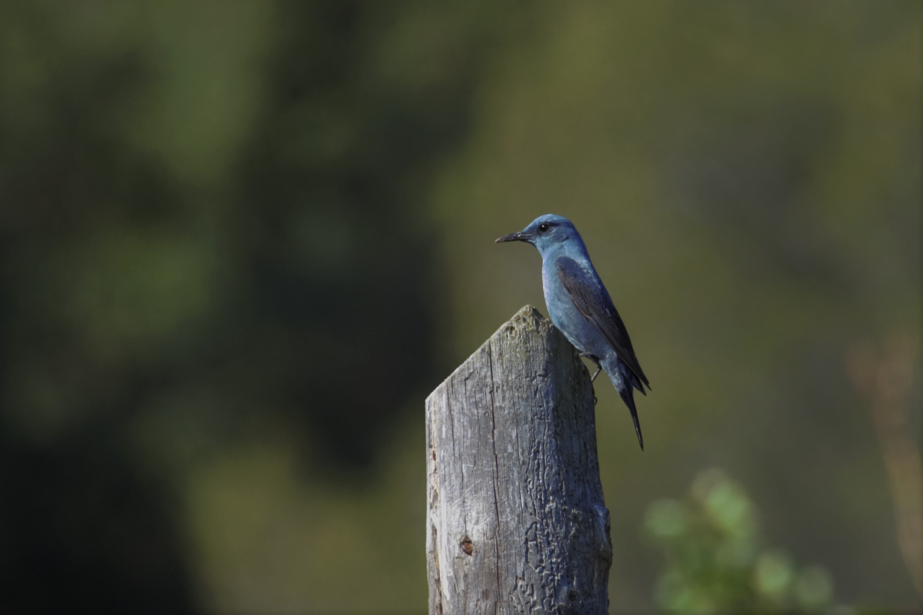 Merla-blava-Monticola-solitarius-Foto-Xavi-Garcia-4116-3.jpg