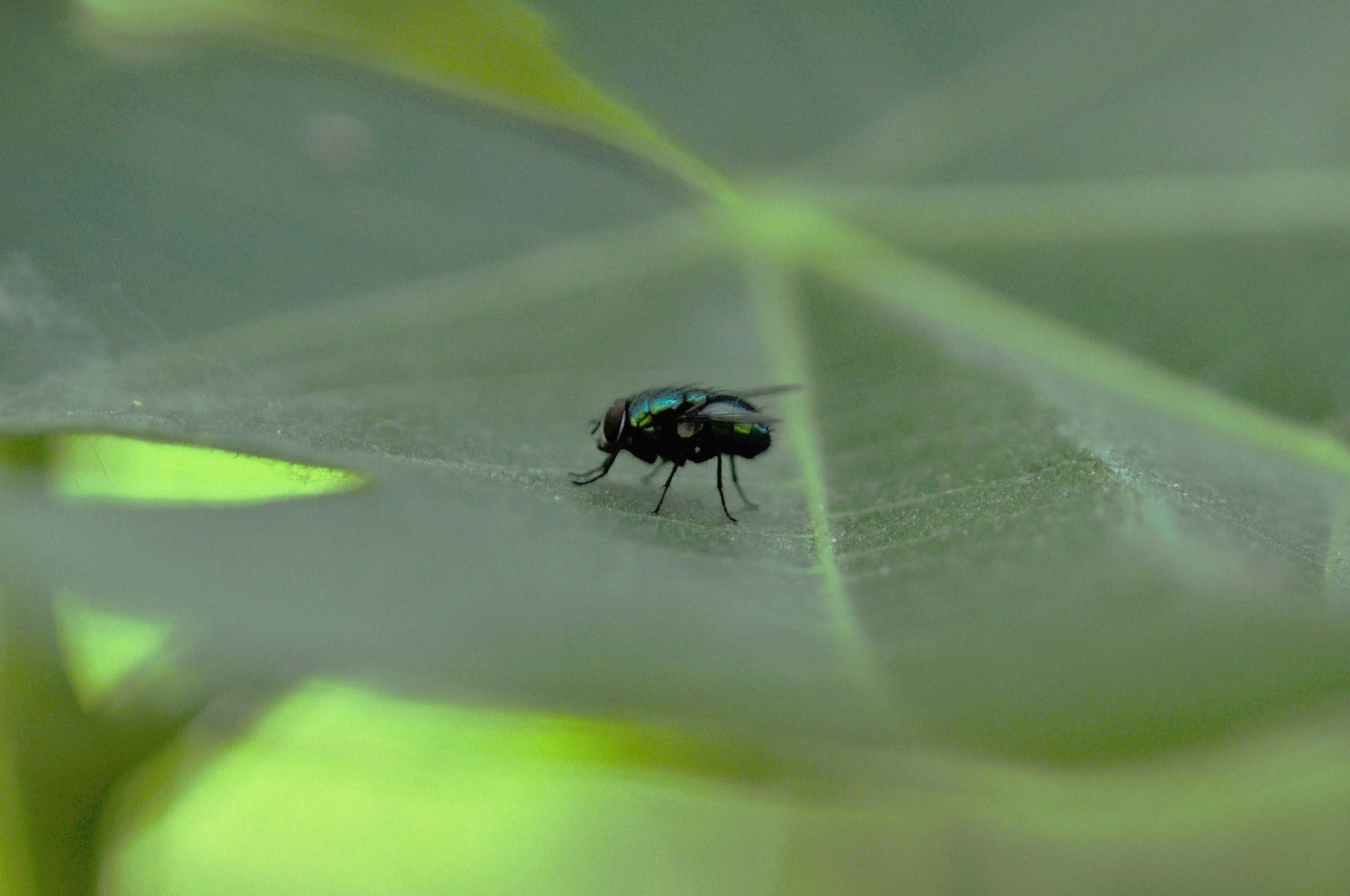 Mosca-verda-Lucilia-sericata-4010-3.JPG