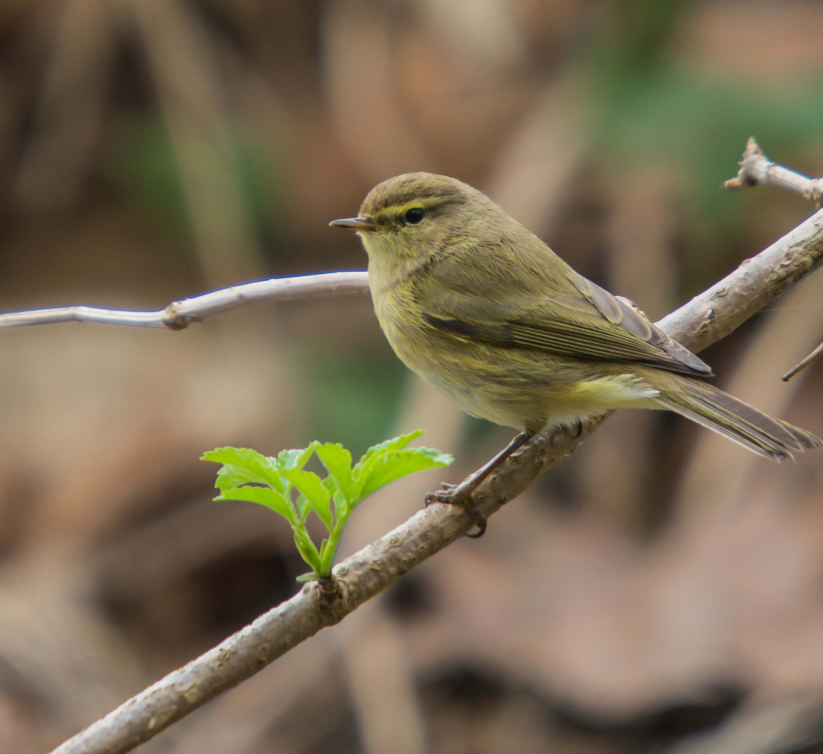 Mosquiter-comu-01-Phylloscopus-collybita-Foto-Alfons-Guma-3035-3.jpg