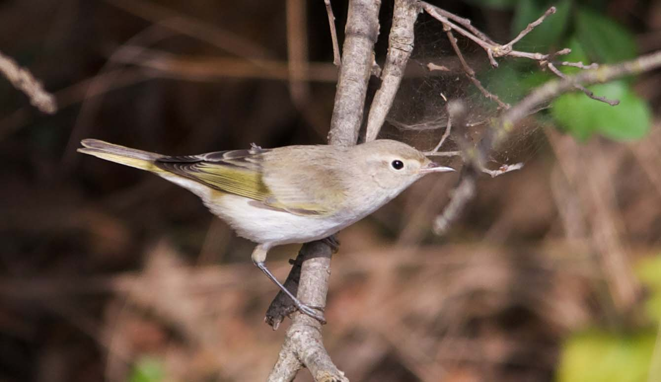 Mosquiter-pallid-01-Phylloscopus-bonelli-Foto-Xavi-Garcia-4227-3.jpg