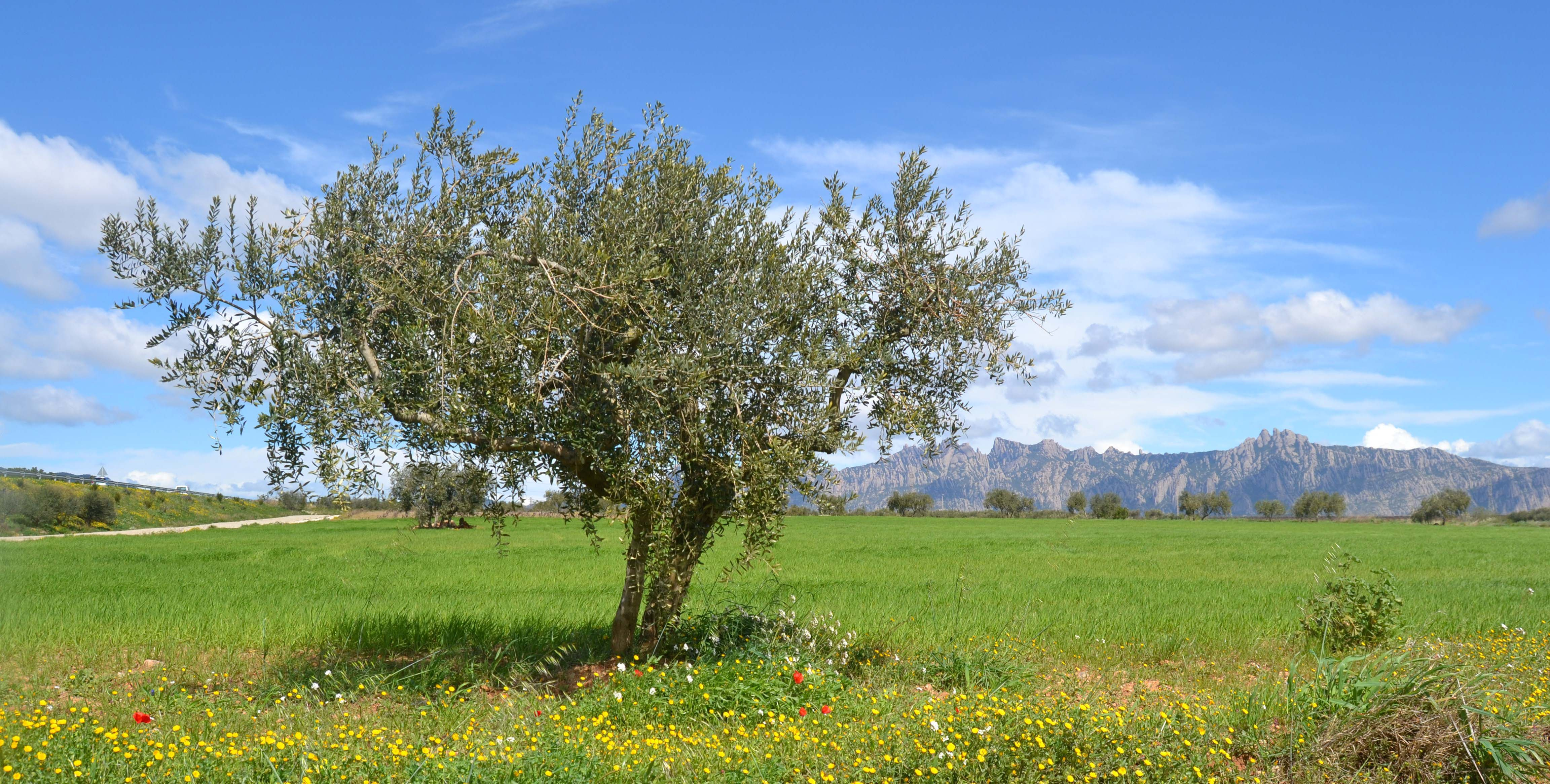 Olivera-01-Olea-europaea-Foto-Silvia-Romeu-3338-3.JPG