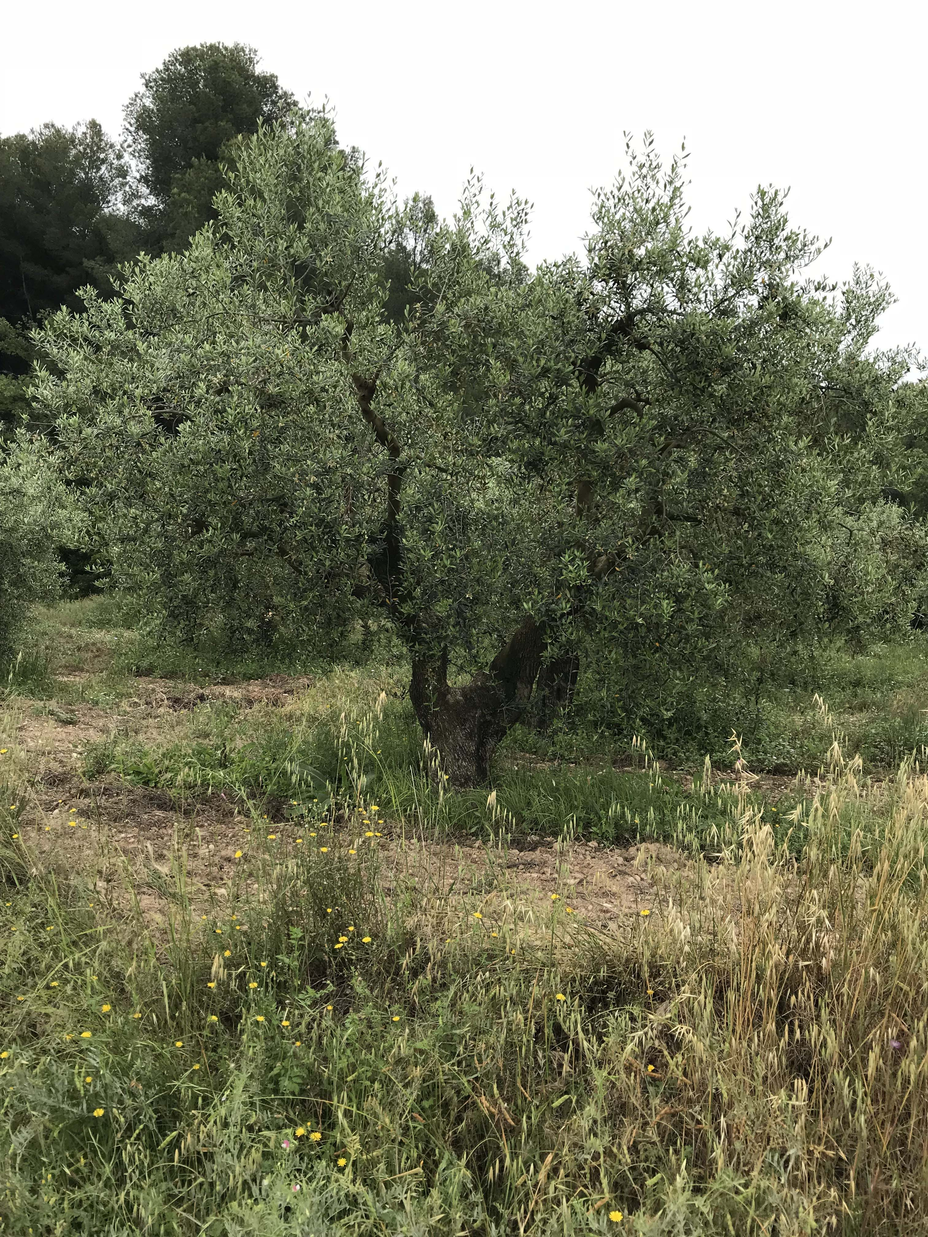 Olivera 02 (Olea europaea).JPG