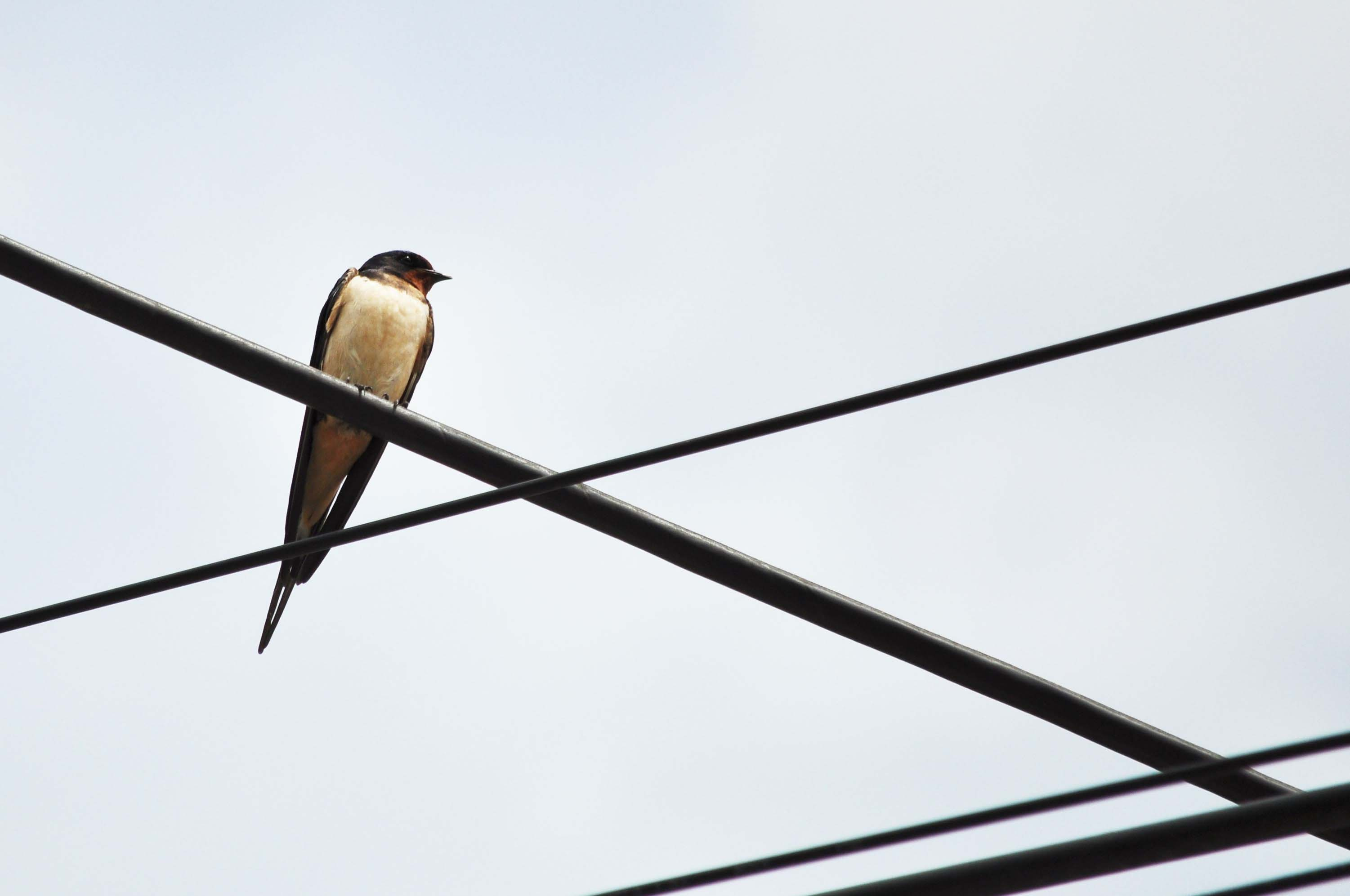 Oreneta-01-Hirundo-rustica-Foto-Jordi-Romeu-3834-3.JPG