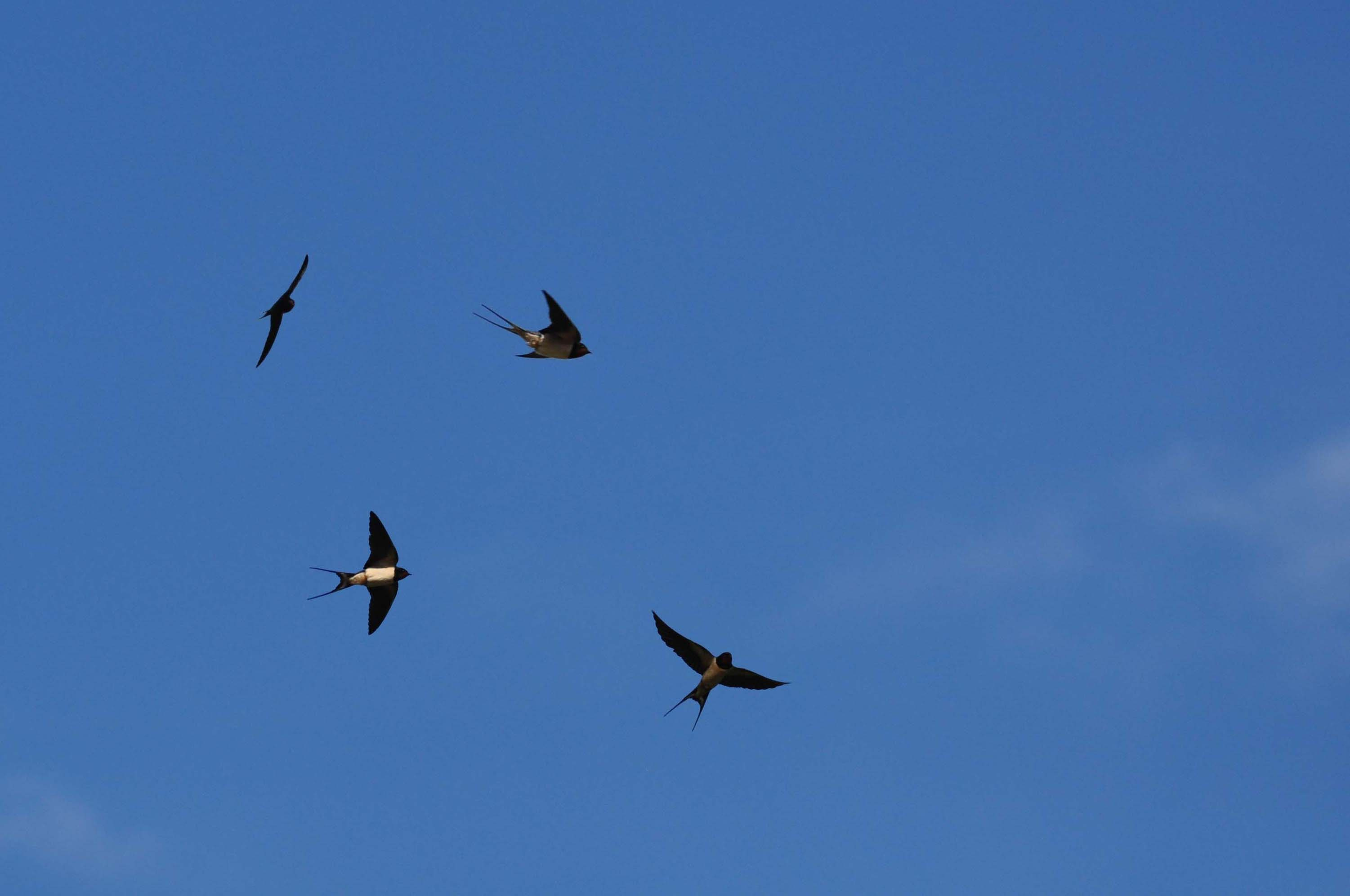 Oreneta 02 (Hirundo rustica) Foto Jordi Romeu.jpg