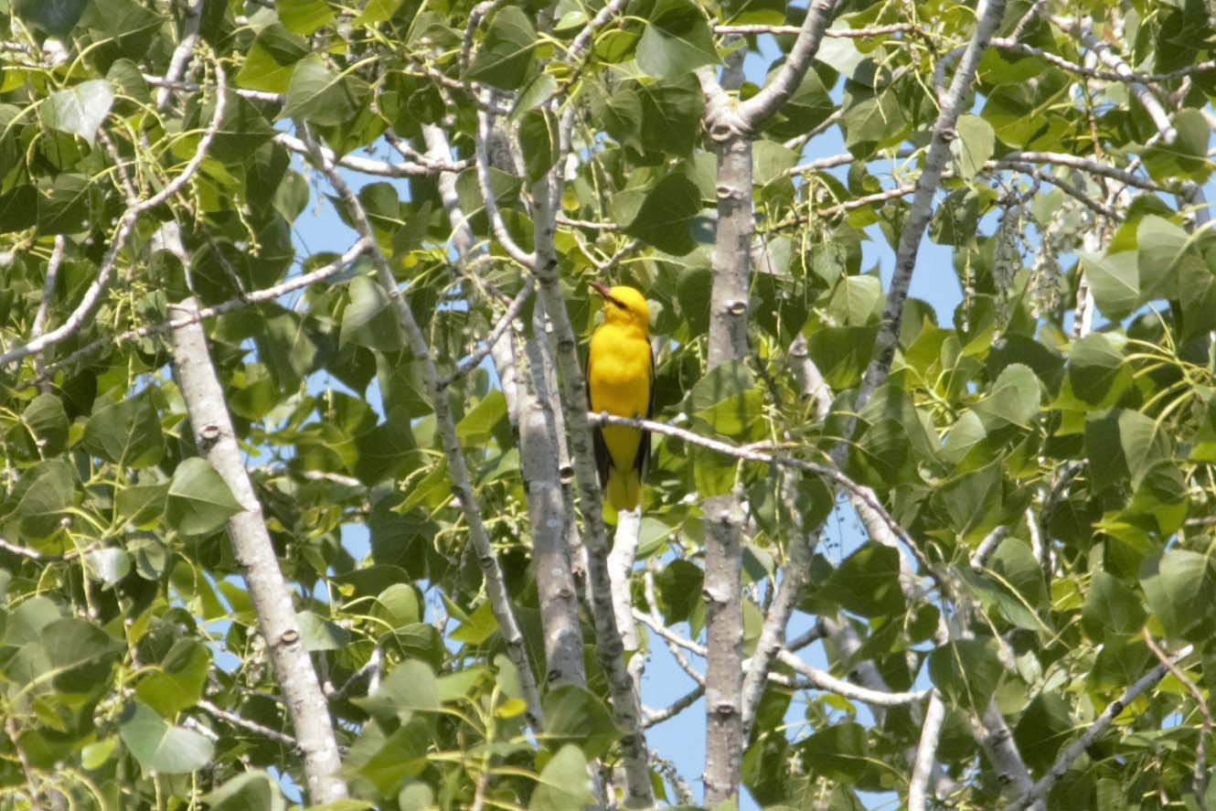 Oriol (Oriolus oriolus) Foto Xavi García.jpg