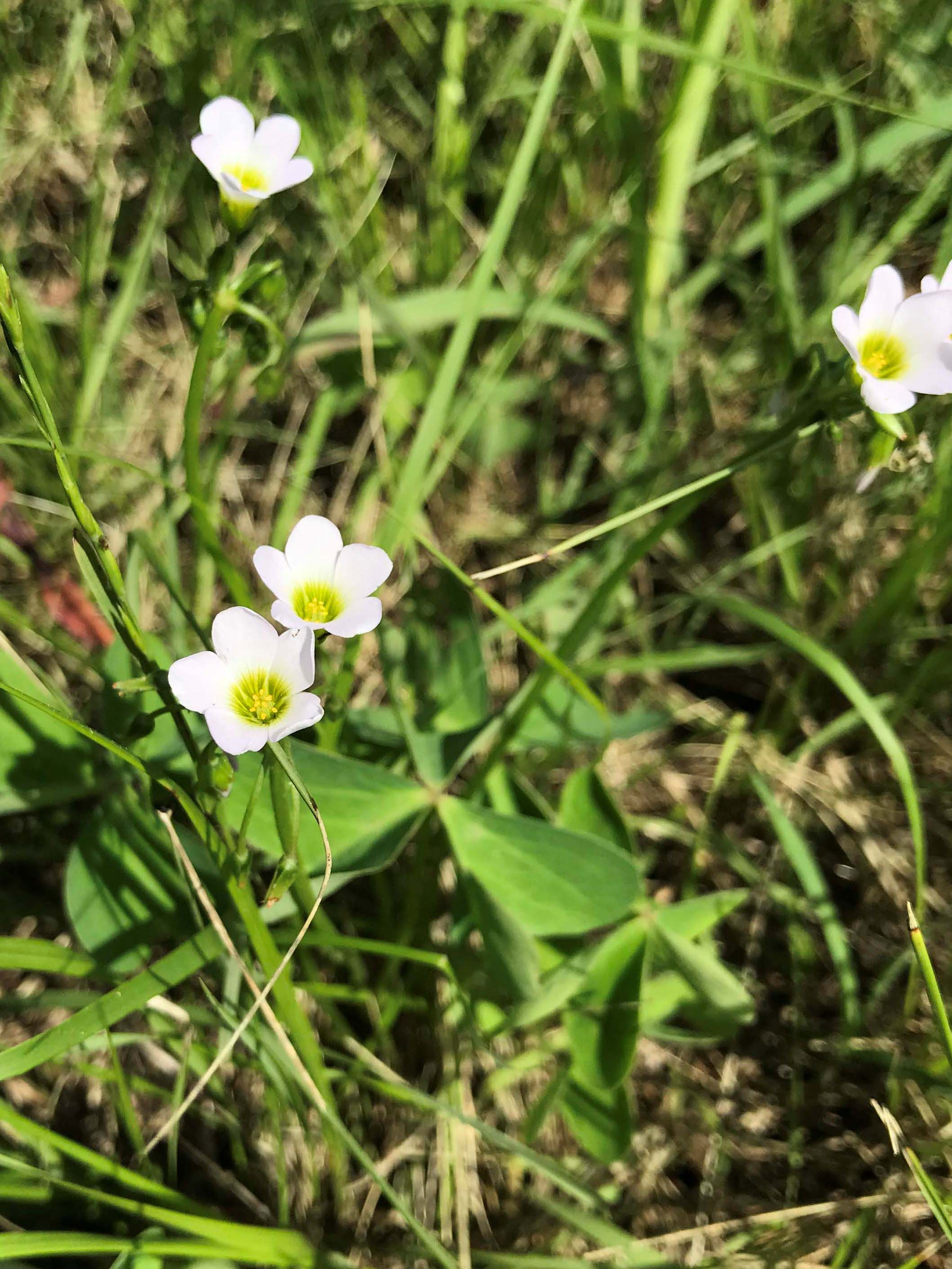 Pa-de-cucut-de-fulla-ample-Oxalis-latifolia-2-3317-3.JPG