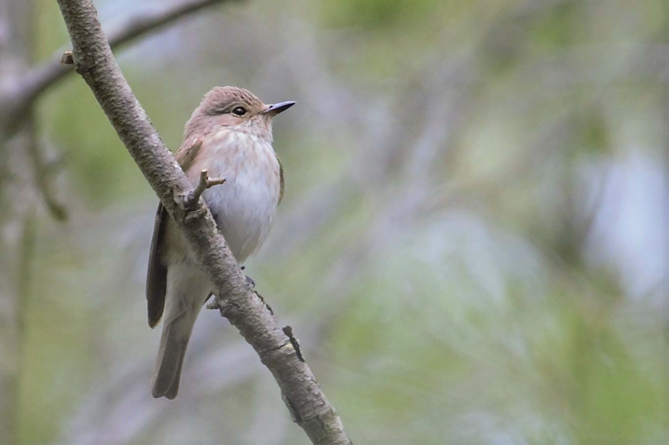 Papamosques-gris-01-Muscicapa-striata-Foto-Xavi-Garcia-4197-3.jpg