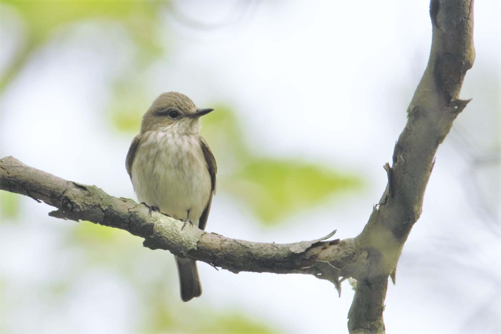 Papamosques gris 02 (Muscicapa striata) Foto Xavi García.jpg