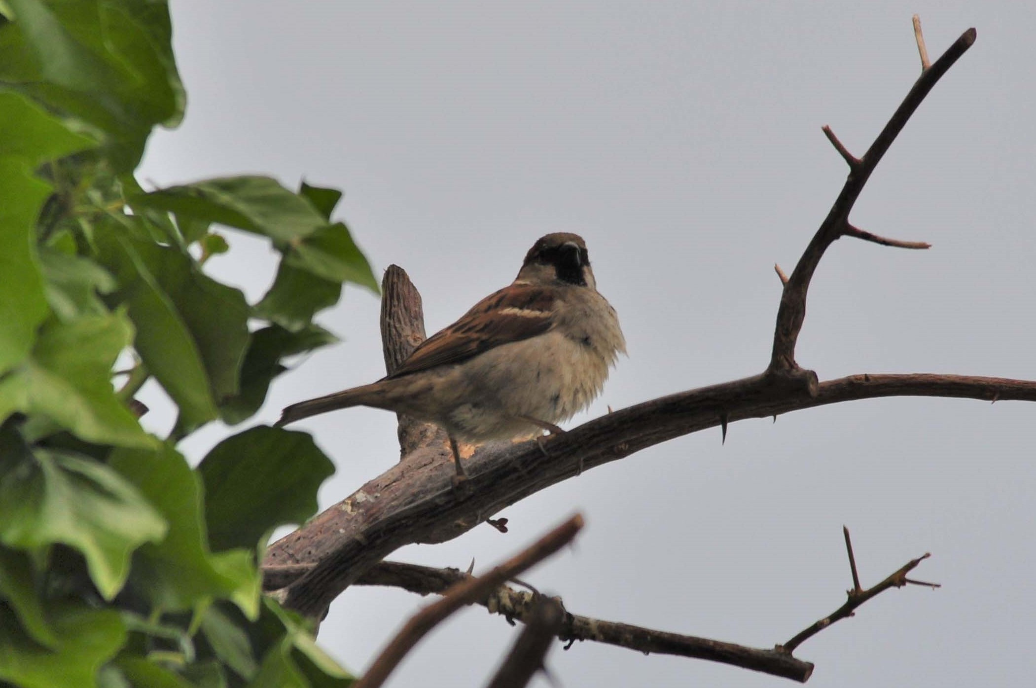 Pardal-01-Passer-domesticus-mascle-Foto-Jordi-Romeu-3760-3.JPG