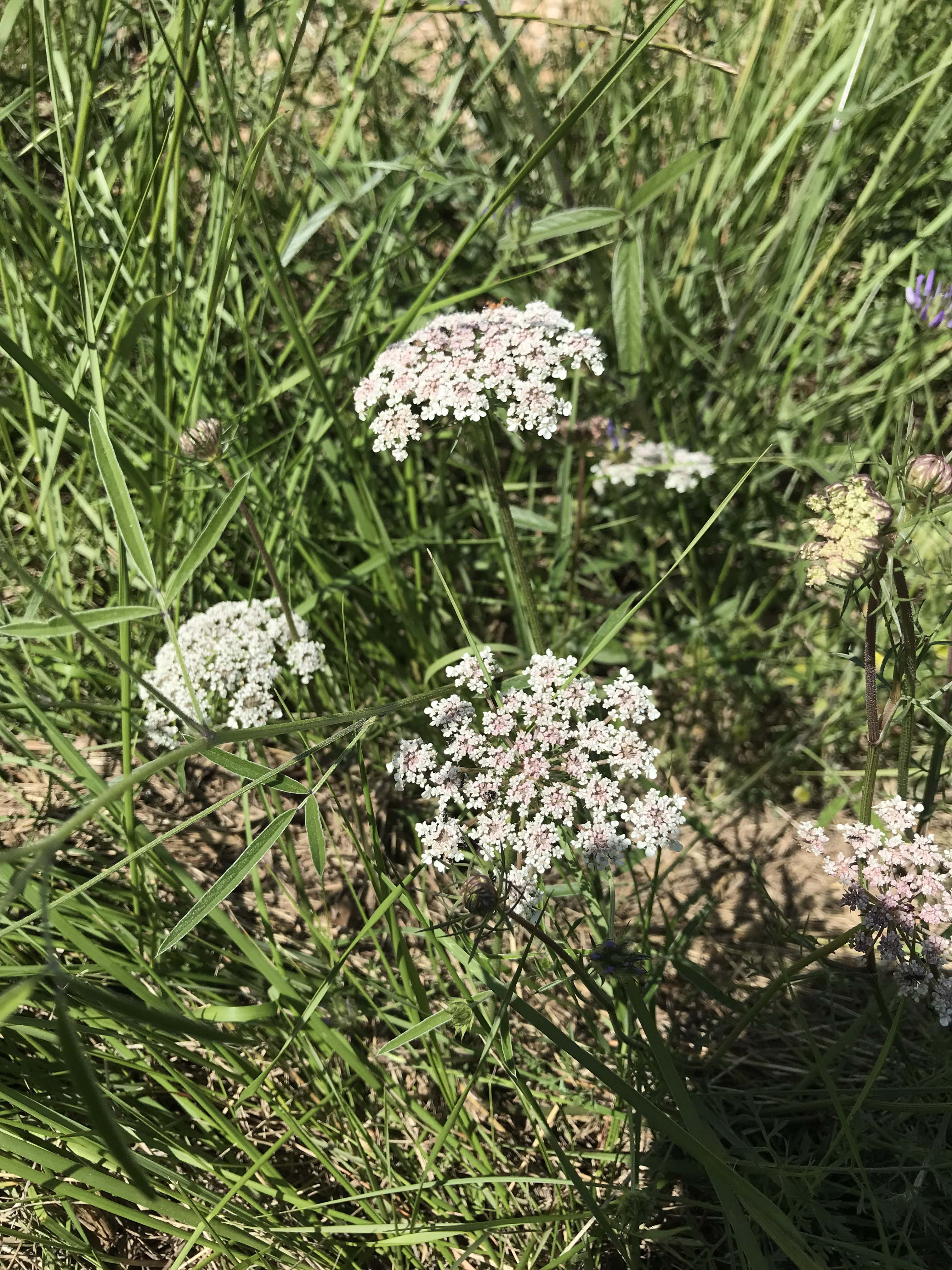 Pastanaga-borda-Daucus-carota-3318-3.JPG