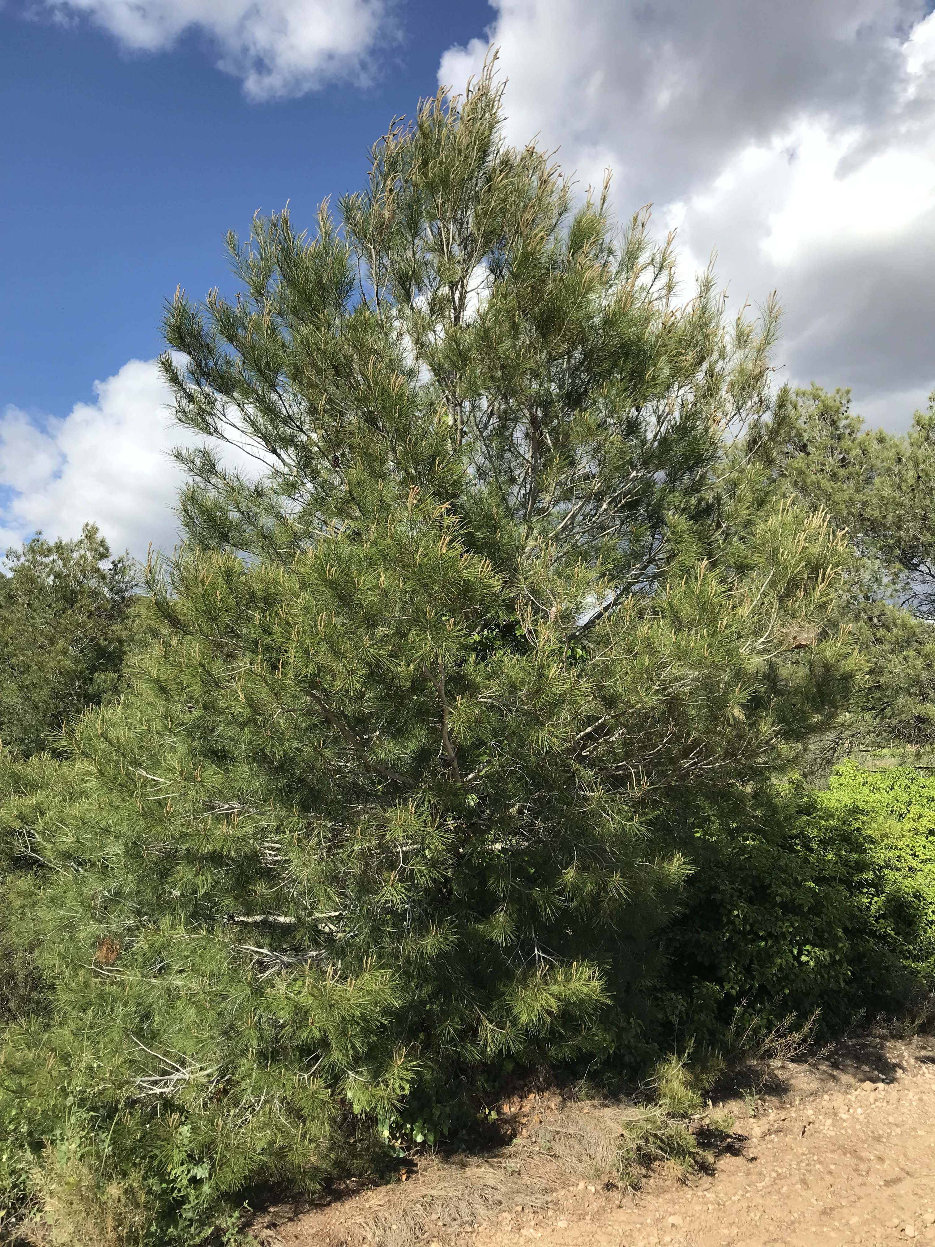 Pi blanc (Pinus halepensis).JPG