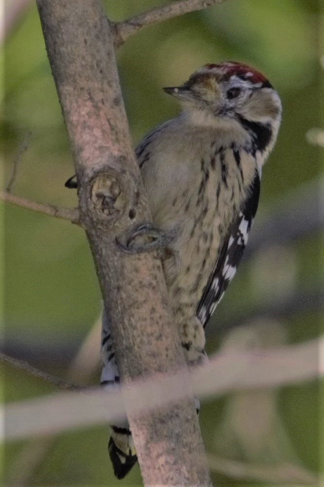 Picot-garser-petit-01-Dendrocopos-minor-Foto-Xavi-Garcia-4178-3.jpg