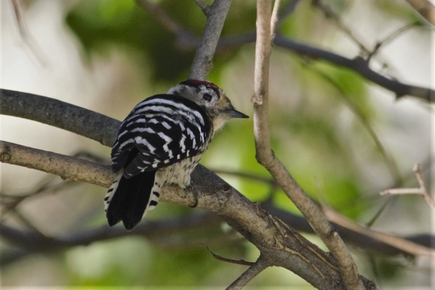 Picot garser petit 02 (Dendrocopos minor) Foto Xavi García.jpg