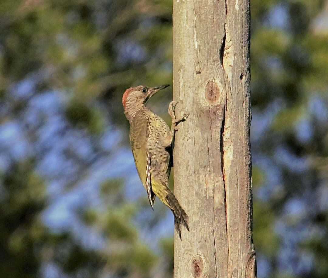 Picot-verd-Picus-viridis-Foto-Xavi-Garcia-4196-3.jpg