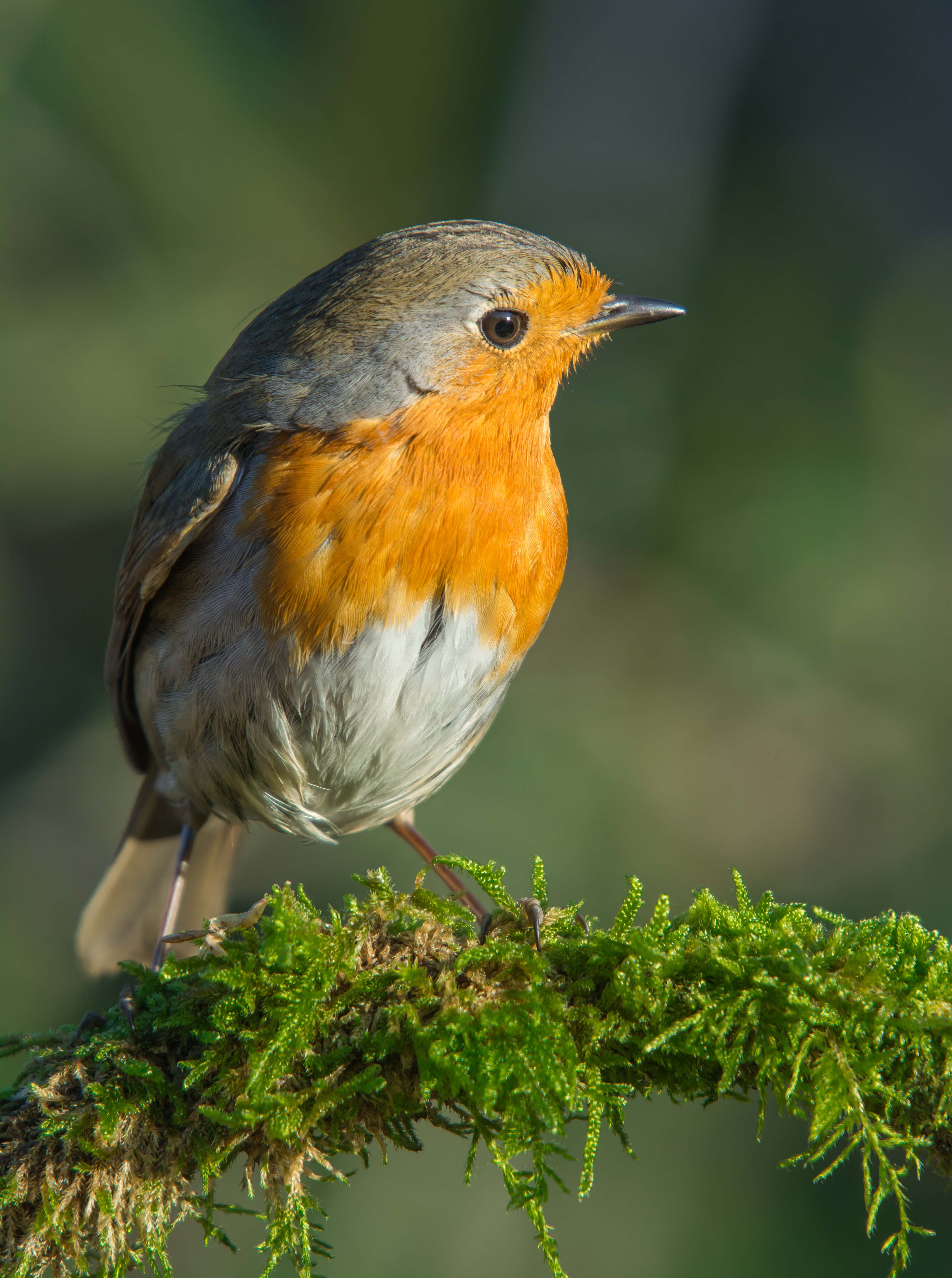 Pit-roig-01-Erithacus-rubecula-Foto-Alfons-Guma--3036-3.jpg