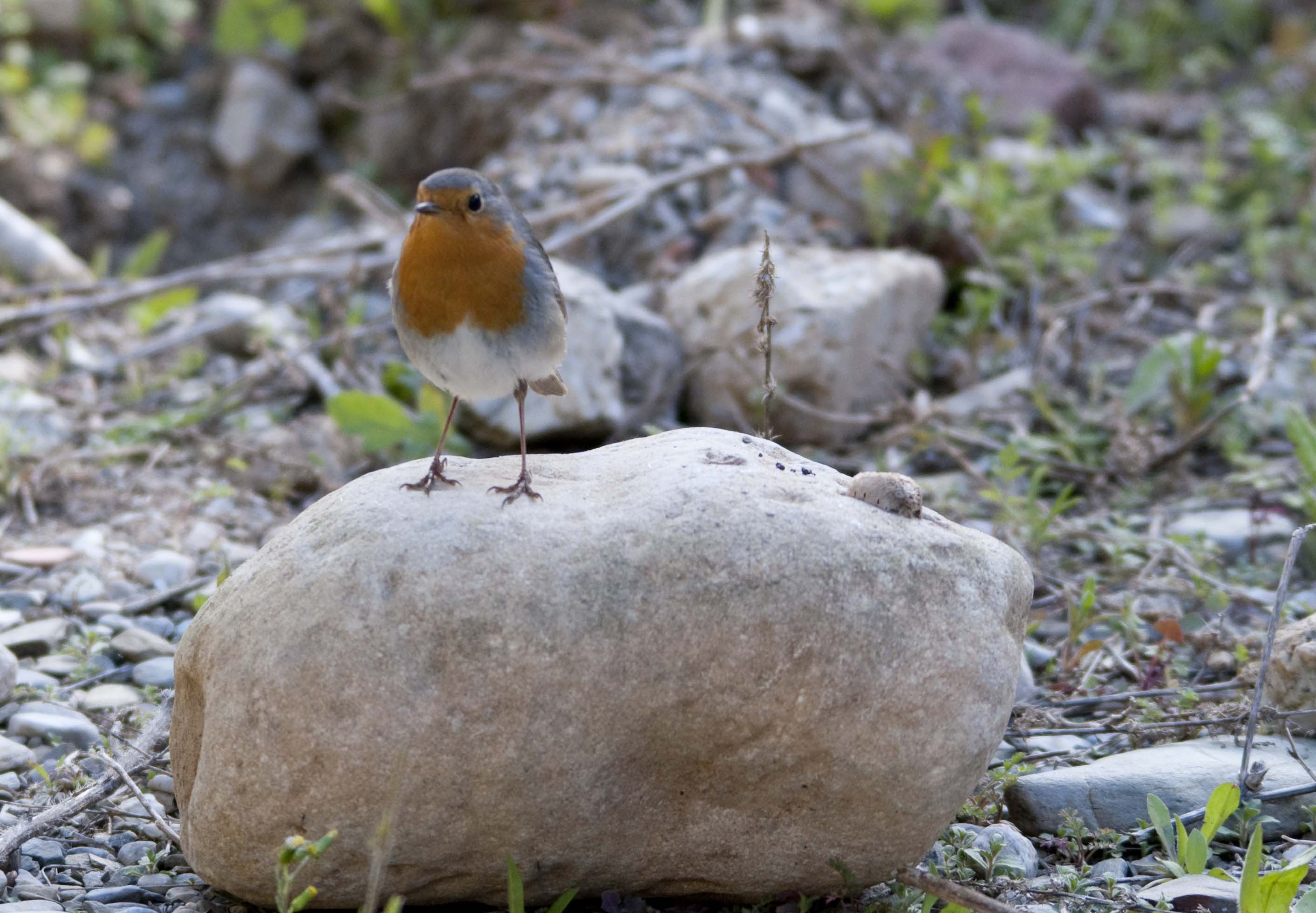 Pit-roig 02 (Erithacus rubecula) Foto Jordi Romeu .jpg