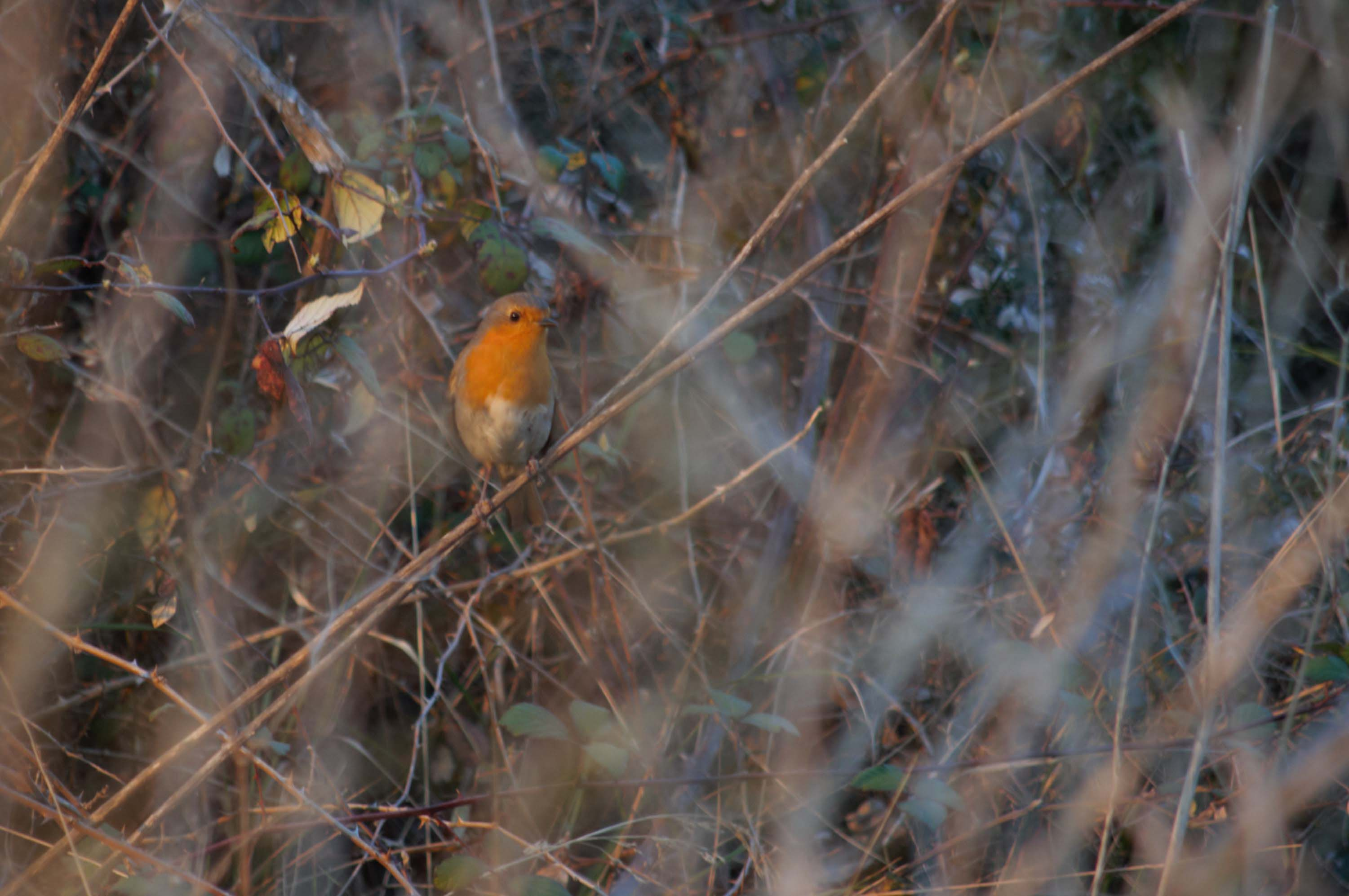 Pit-roig 03 (Erithacus rubecula) Foto Jordi Romeu.jpg