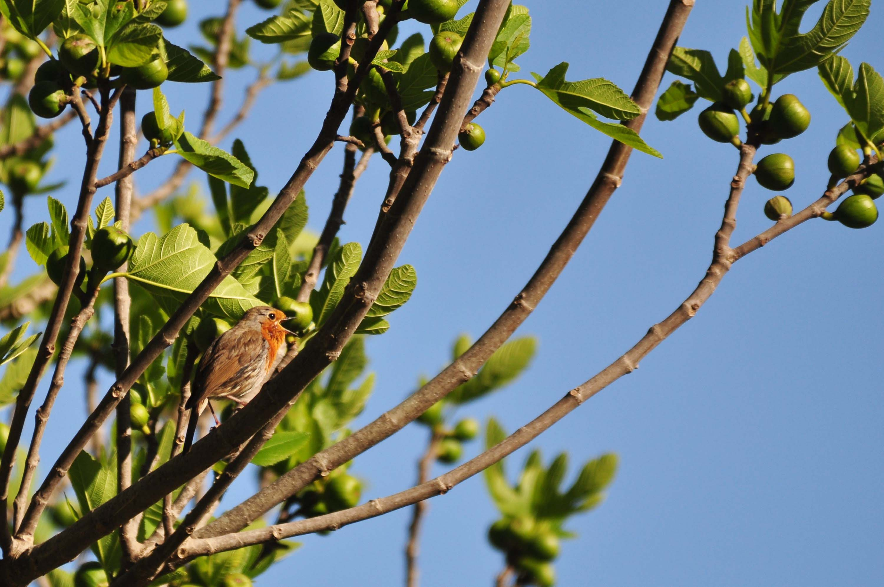 Pit-roig 04 (Erithacus rubecula) Foto Jordi Romeu.JPG