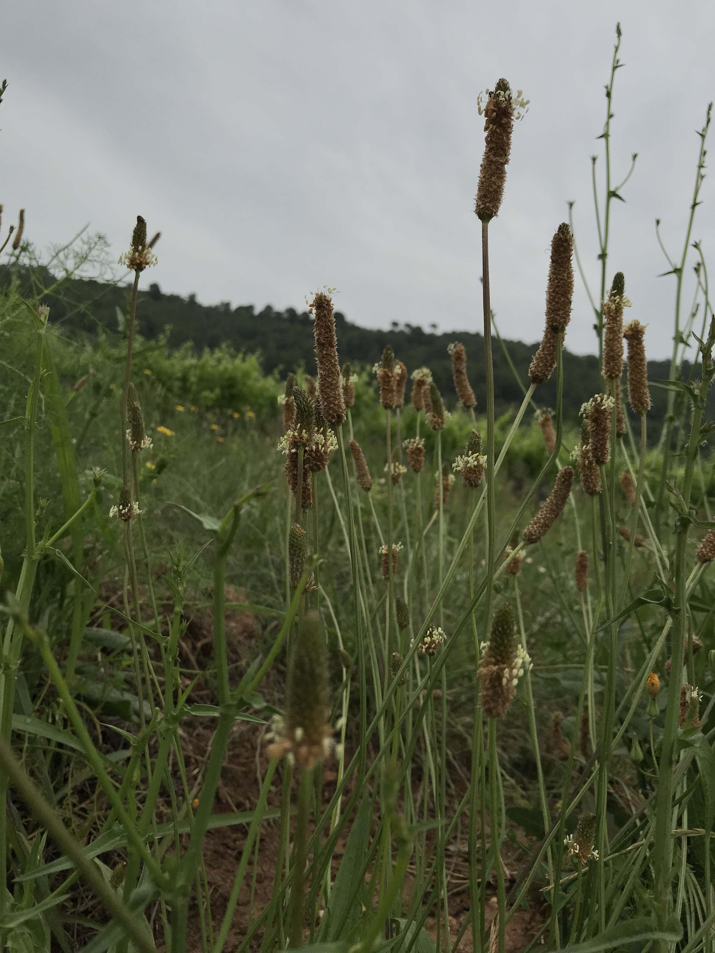 Plantatge-de-fulla-estreta-Plantago-lanceolata-3319-3.JPG