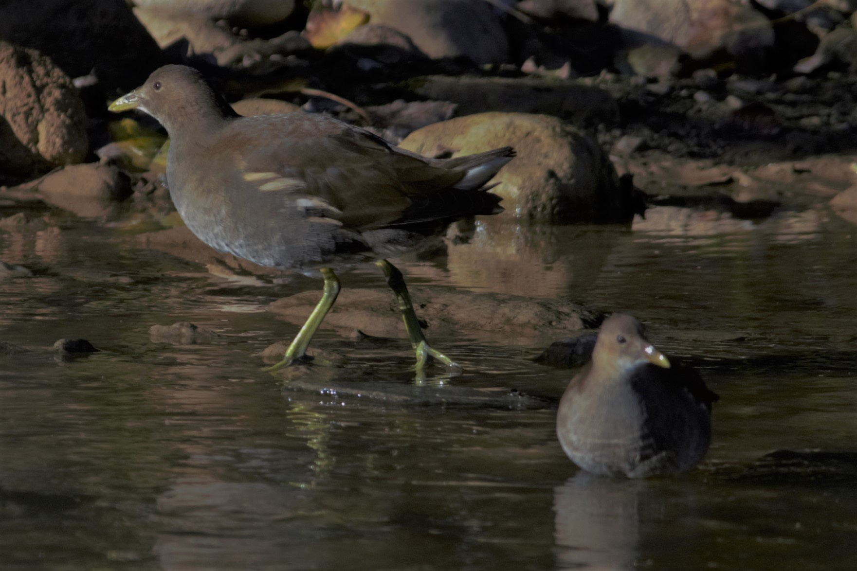 Polla-daigua-Gallinula-chloropus-Foto-Xavi-Garcia-4185-3.jpg