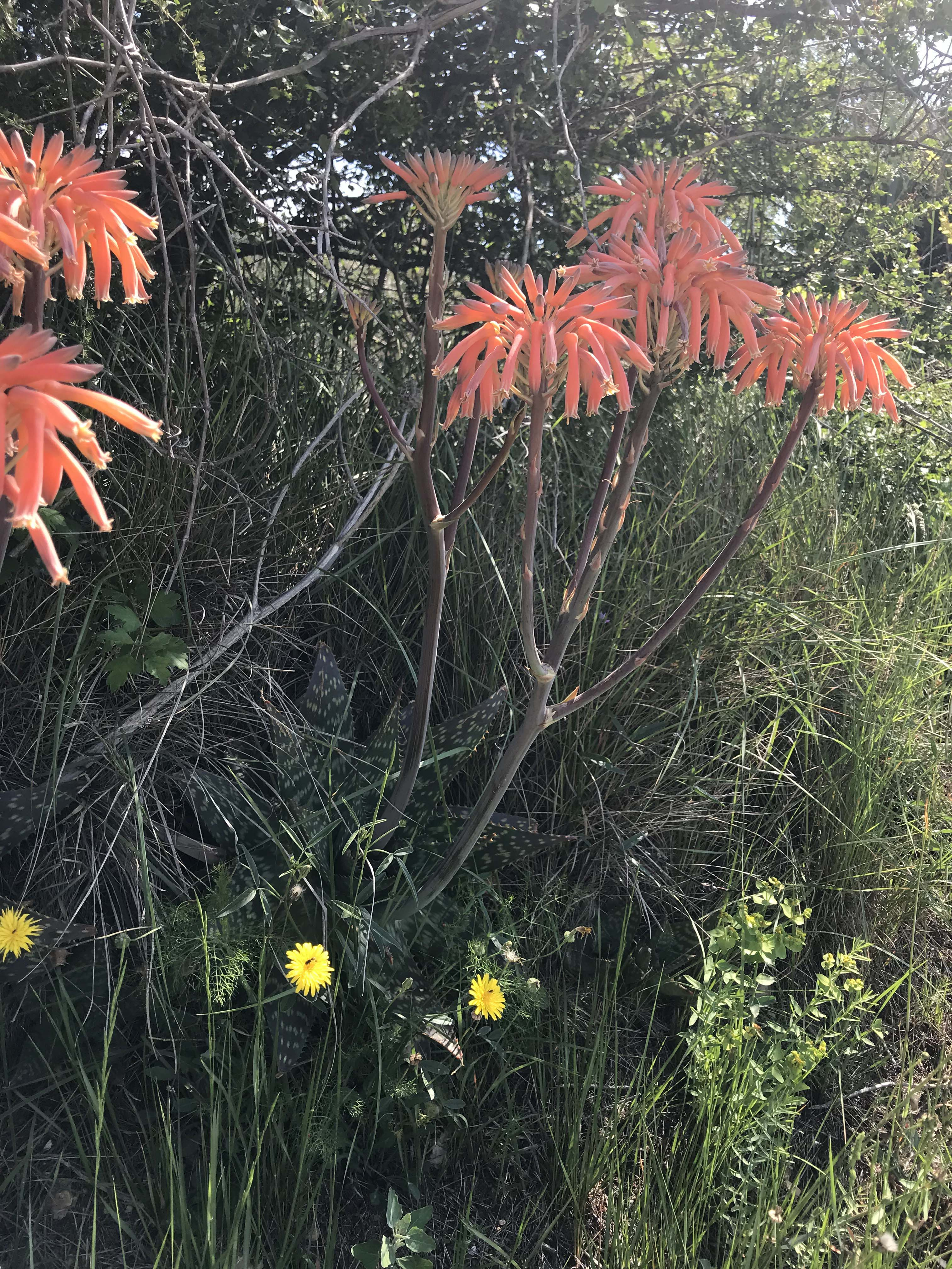 Pop-tacat-Aloe-maculata-3274-3.JPG