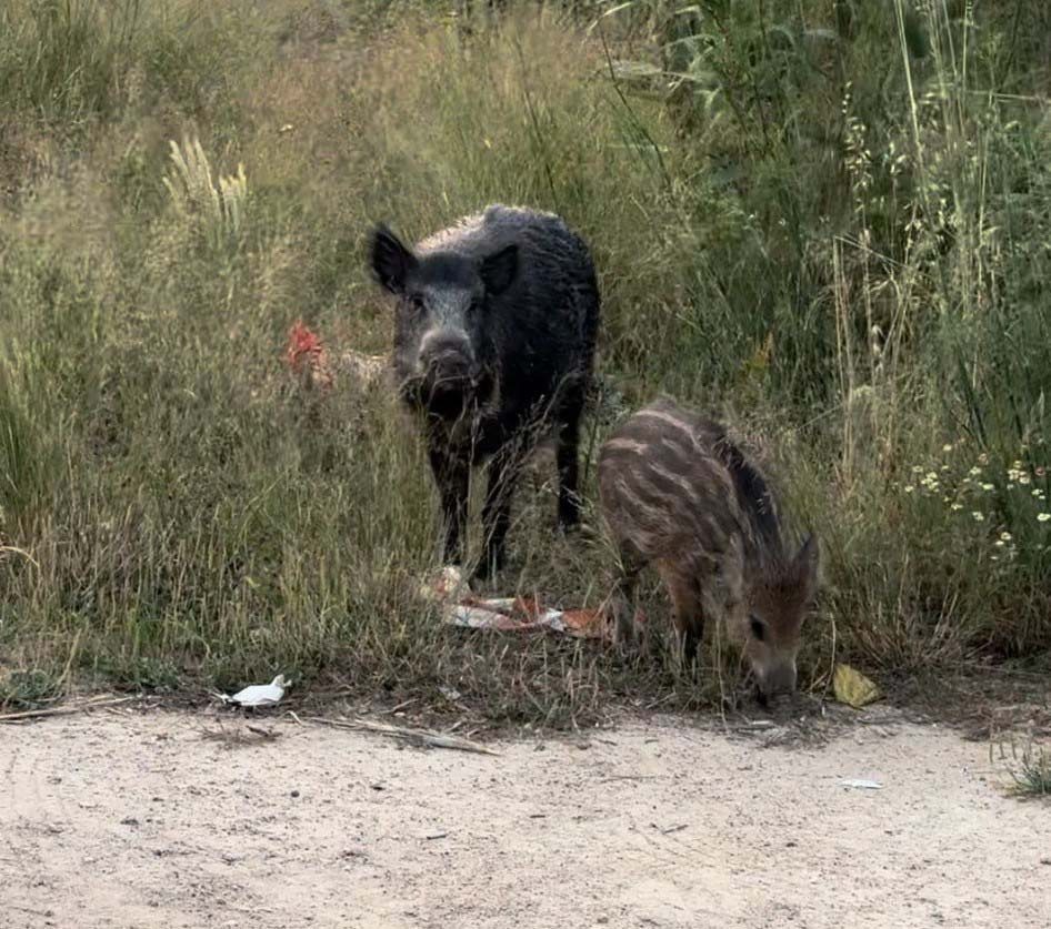 Porc senglar (Sus scrofa) Foto Xavi Gabarró.jpg