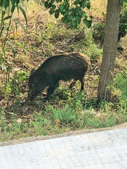 Porc senglar (Sus scrofa) a tocar del poble. Foto Sílvia Romeu.jpg