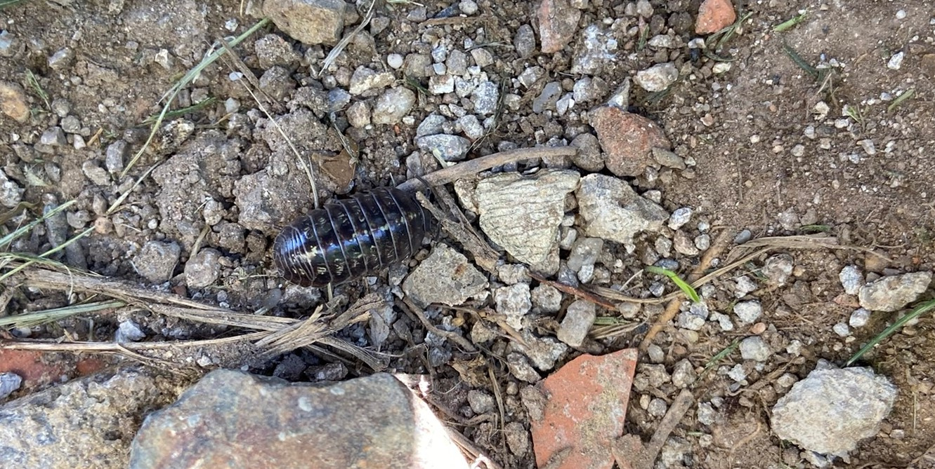 Porquet-de-Sant-Antoni-01-Armadillidium-vulgare-3922-3.JPEG