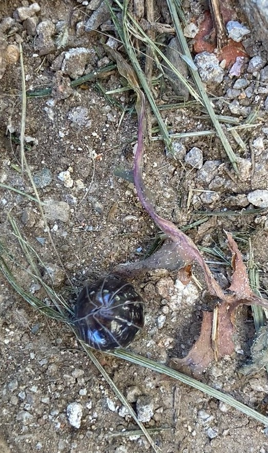 Porquet de Sant Antoni 02 (Armadillidium vulgare).JPEG