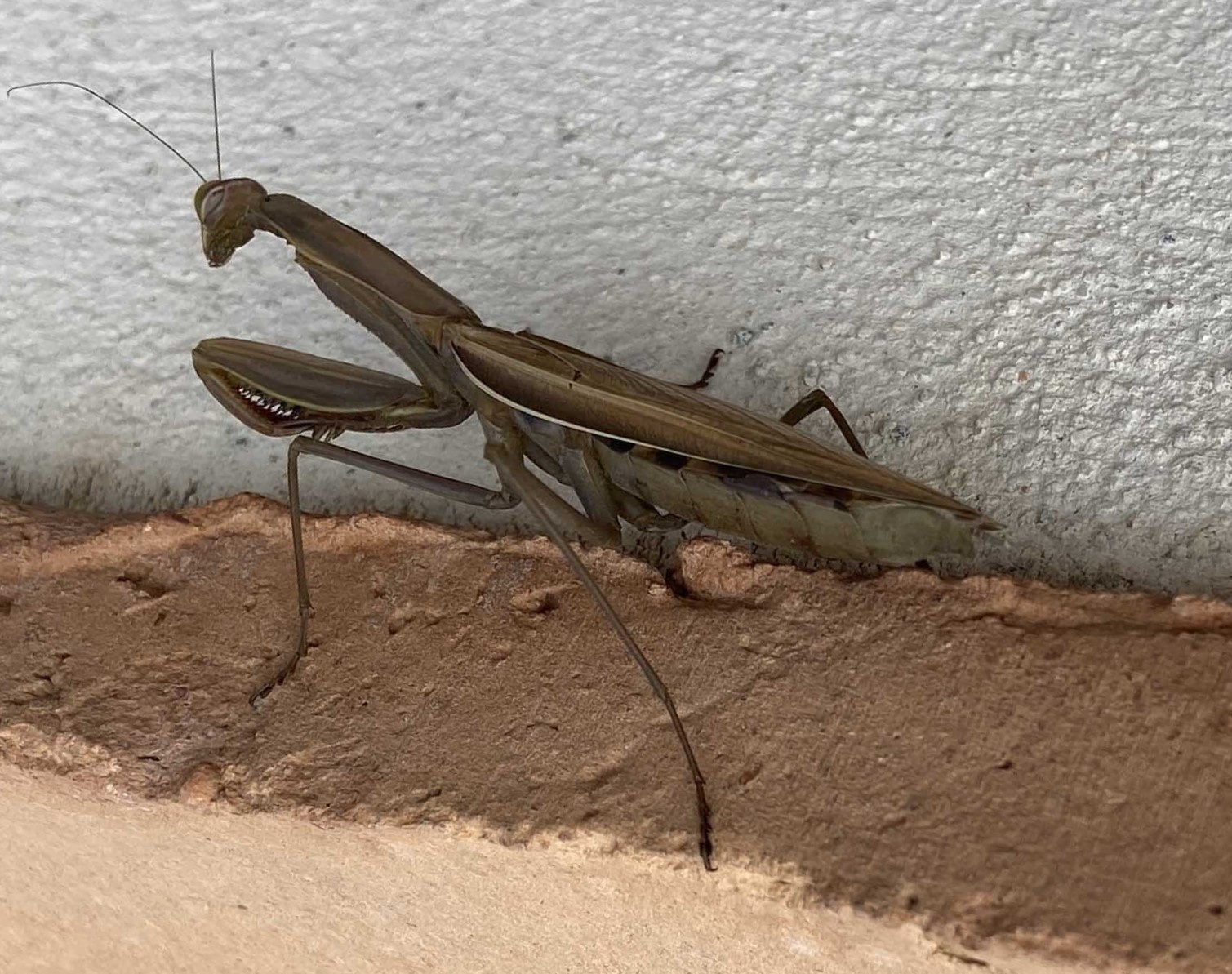 Pregadeu 02 (Mantis religiosa).jpg