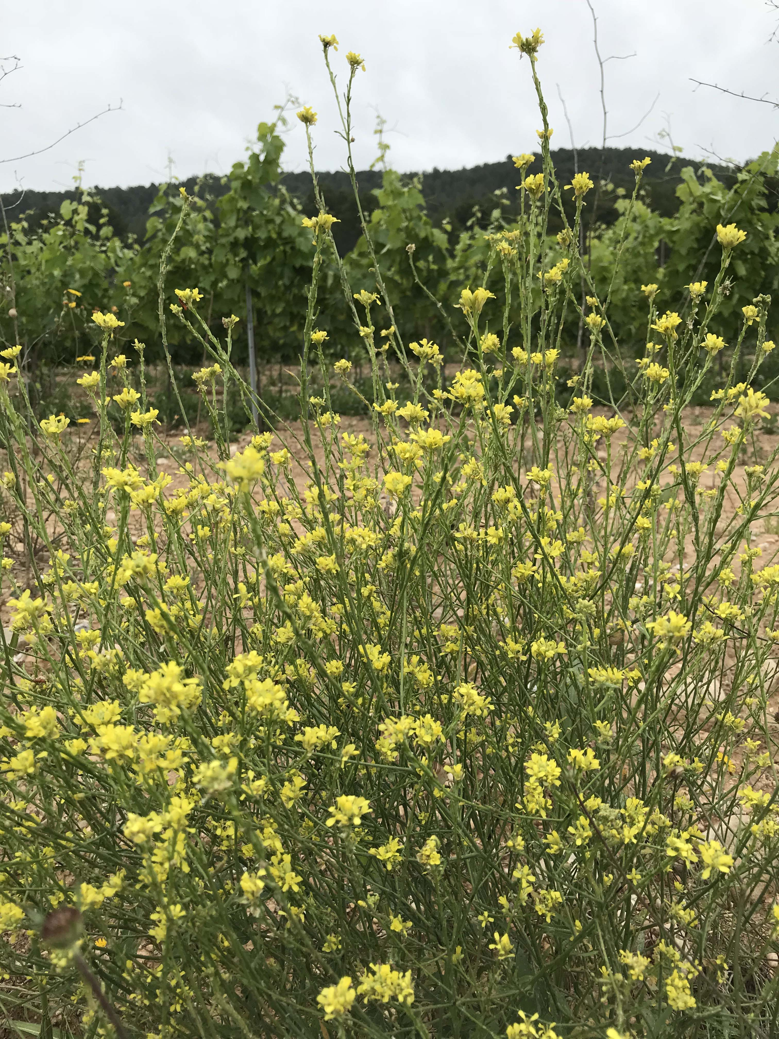 Ravenissa-groga-Erucastrum-nasturtiifolium-3321-3.JPG