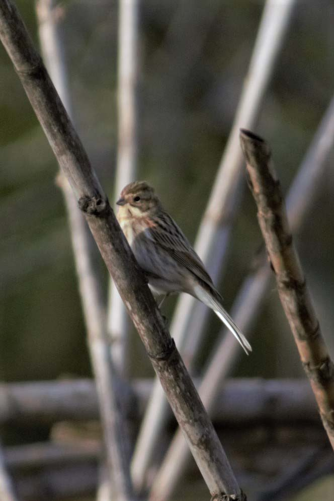 Repicatalons-Emberiza-schoeniclus-Foto-Xavi-Garcia-4206-3.jpg