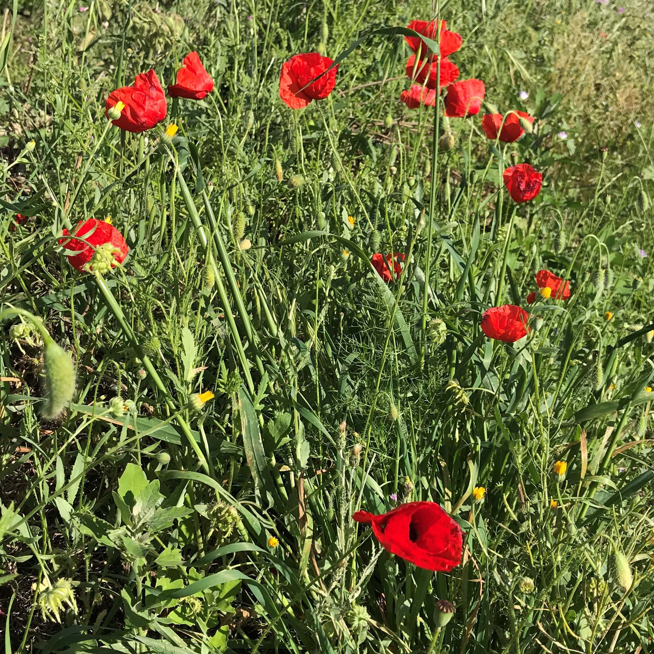 Rosella-Papaver-rhoeas-3322-3.JPG