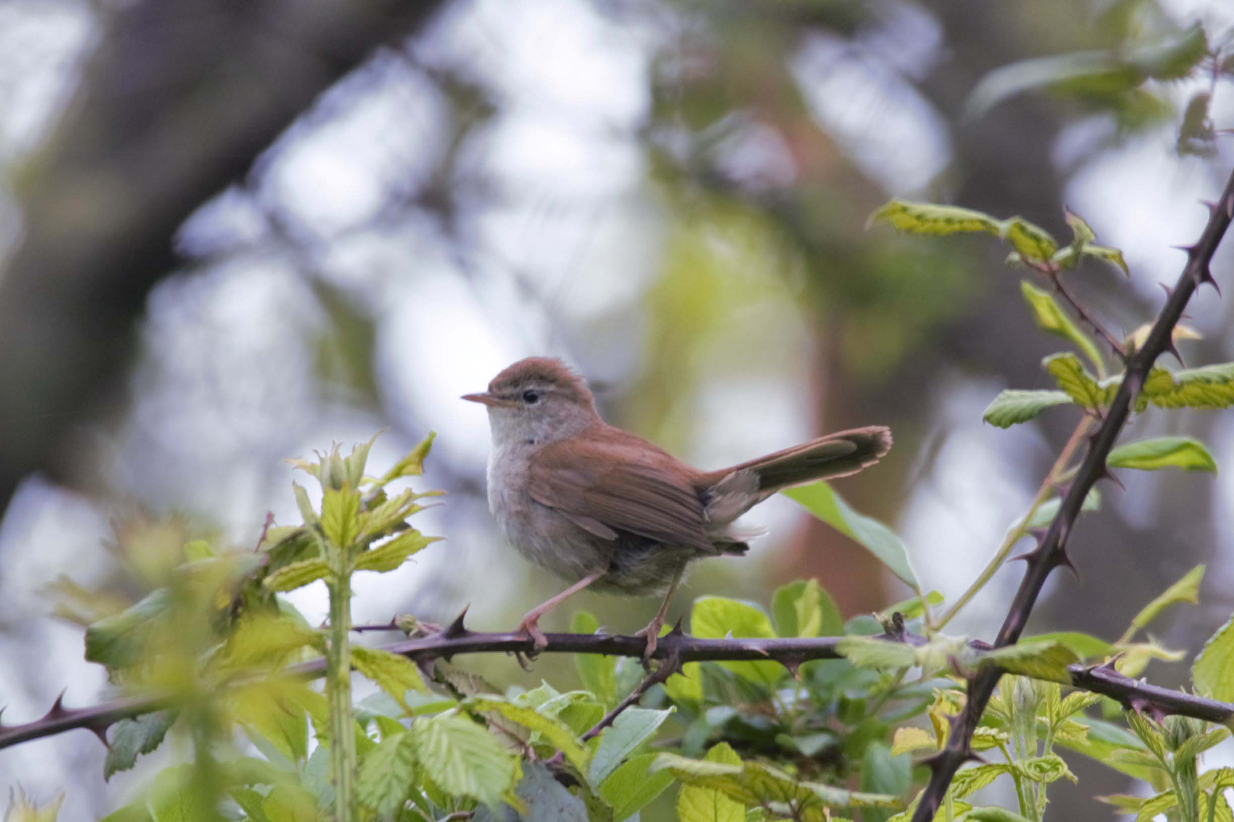 Rossinyol-bord-Cettia-cetti-Foto-Xavi-Garcia-3920-3.jpg