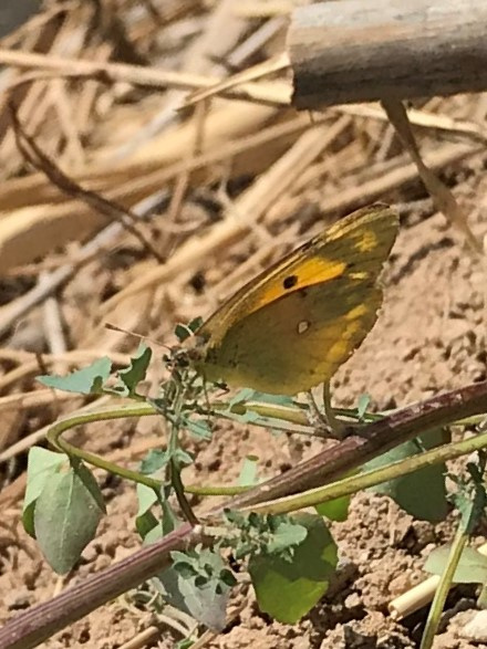 Safranera-de-lalfals-Colias-croceus-3251-3.JPG