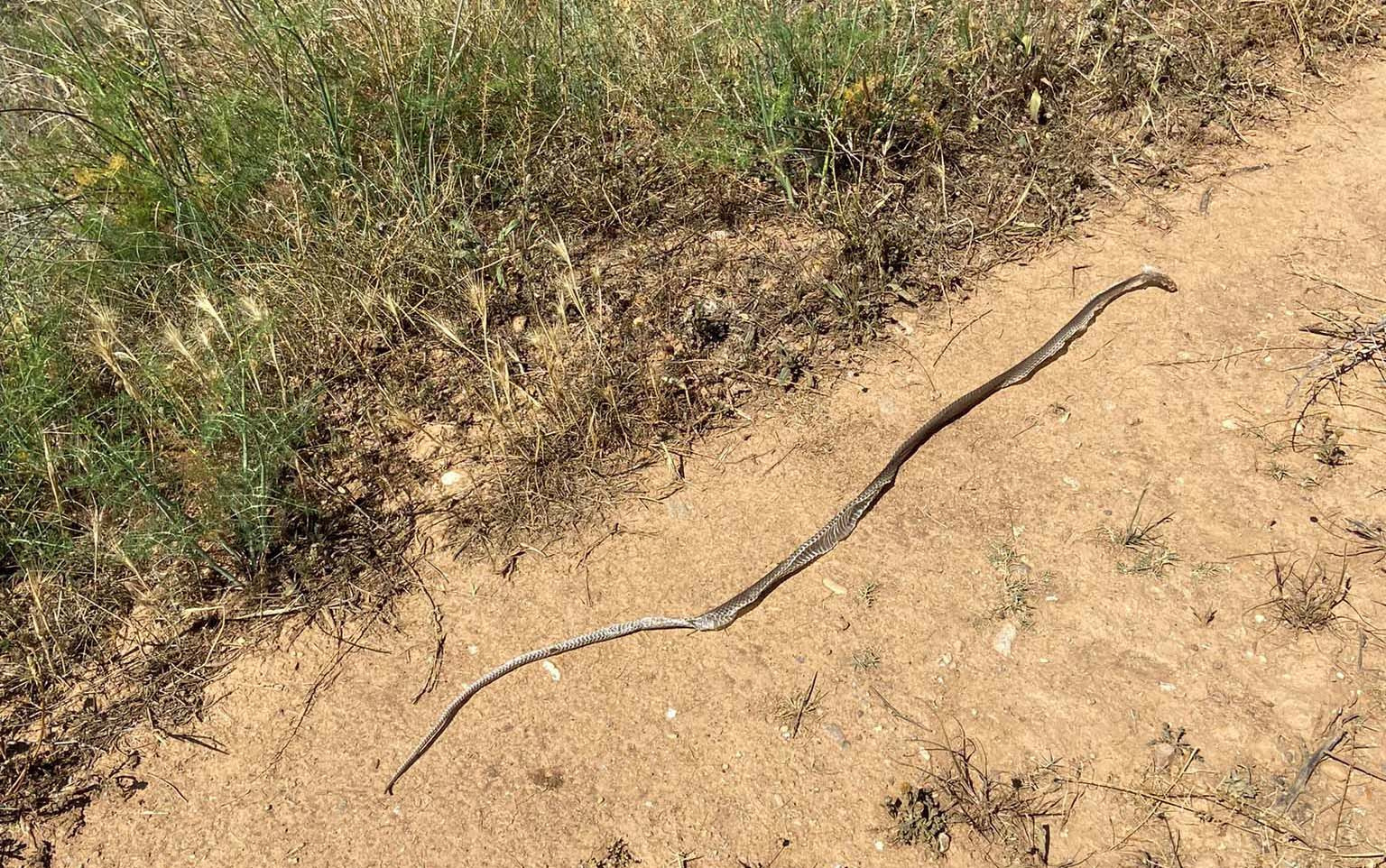 Serp blanca o ratllada (Rinechis scalaris) pell o camisa d'un parell de metres.jpg