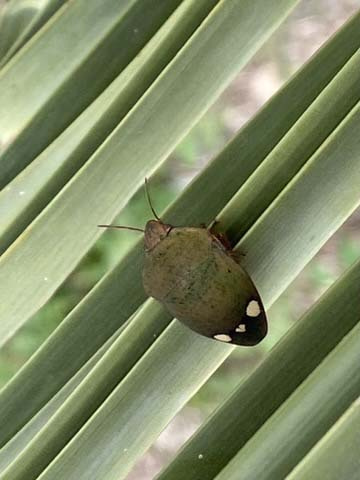 Solenosthedium-liligerum-4250-3.jpg