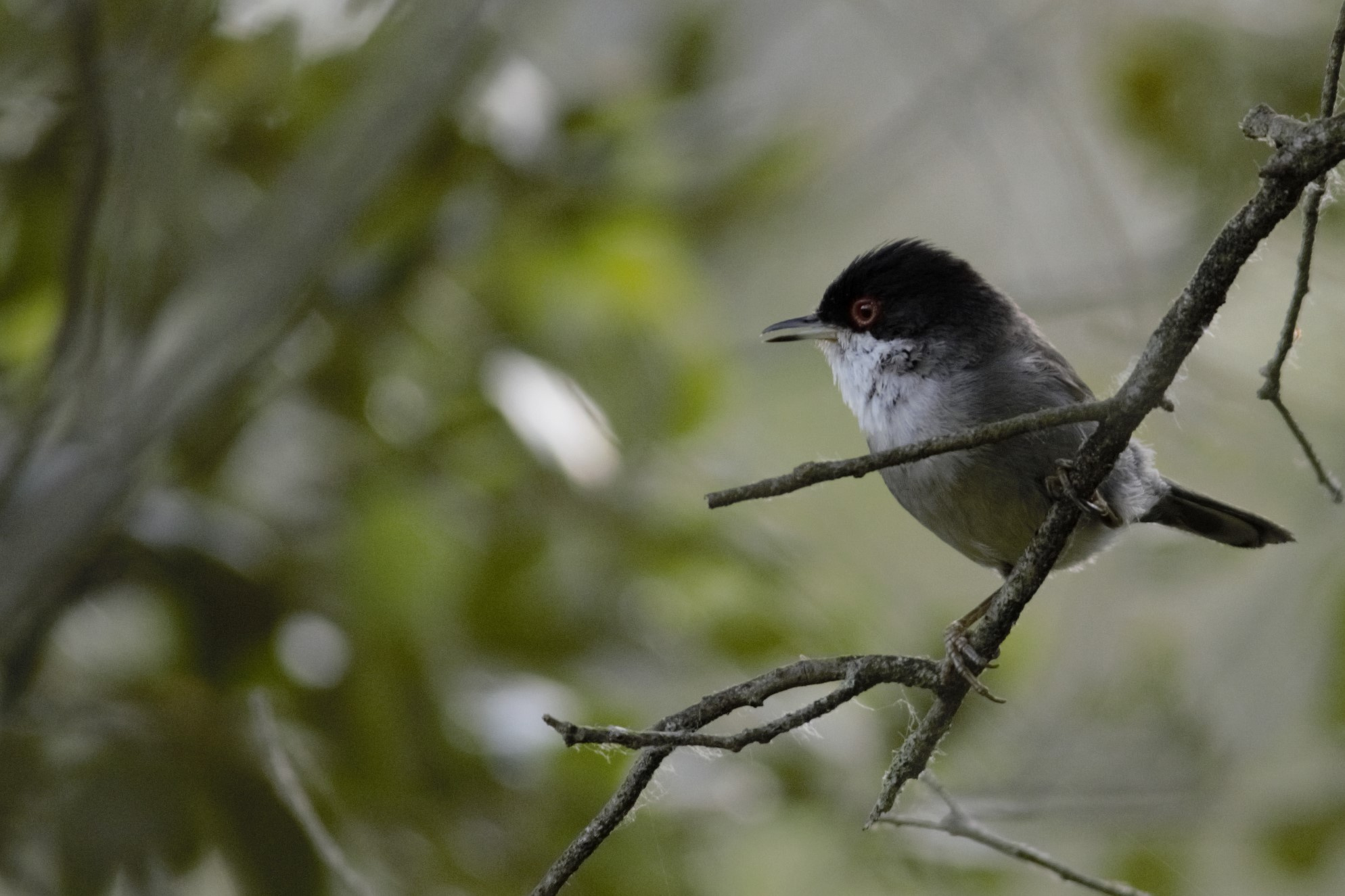 Tallarol-capnegre-01-Sylvia-melanocephala-Foto-Xavi-Garcia-4109-3.jpg