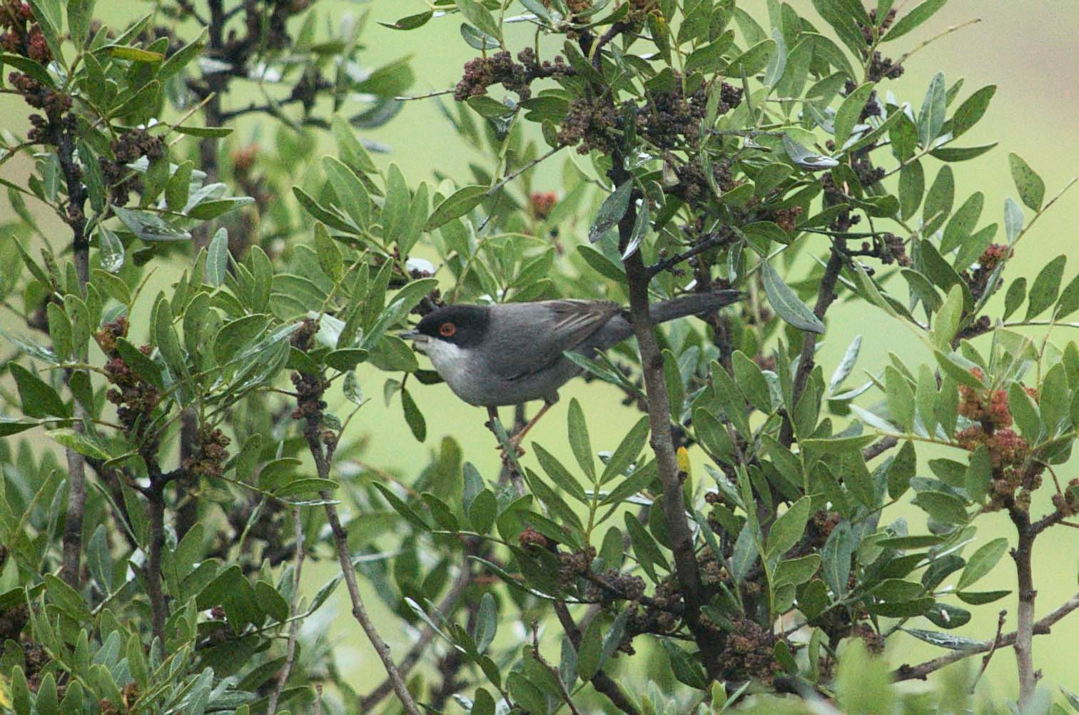 Tallarol capnegre 02 (Sylvia melanocephala) Foto Xavi García.jpg