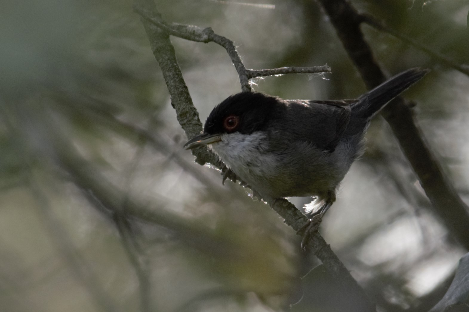 Tallarol capnegre 03 (Sylvia melanocephala) Foto Xavi García.jpg