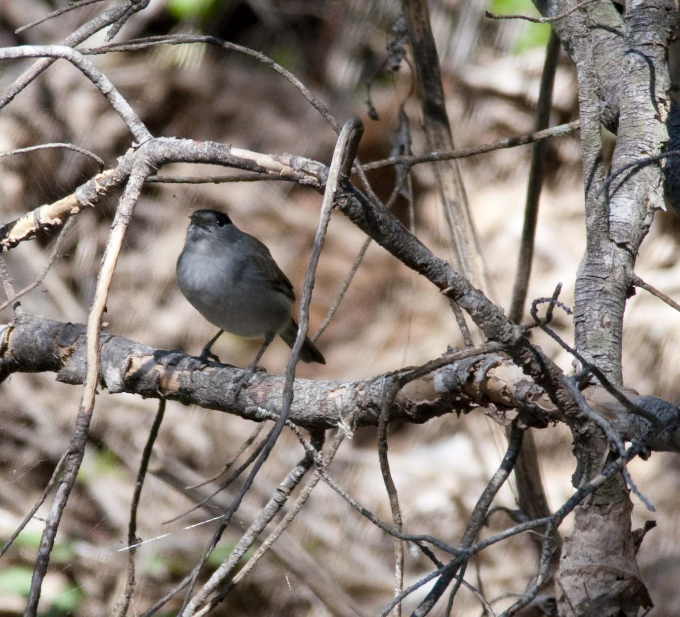 Tallarol de casquet (Sylvia atricapilla) Foto Jordi Romeu.jpg