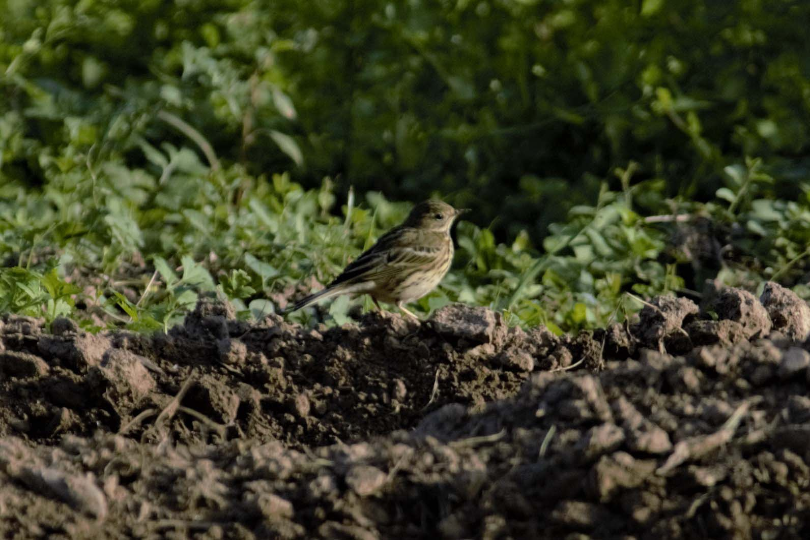 Titella-Anthus-pratensis-Foto-Xavi-Garcia-4174-3.jpg